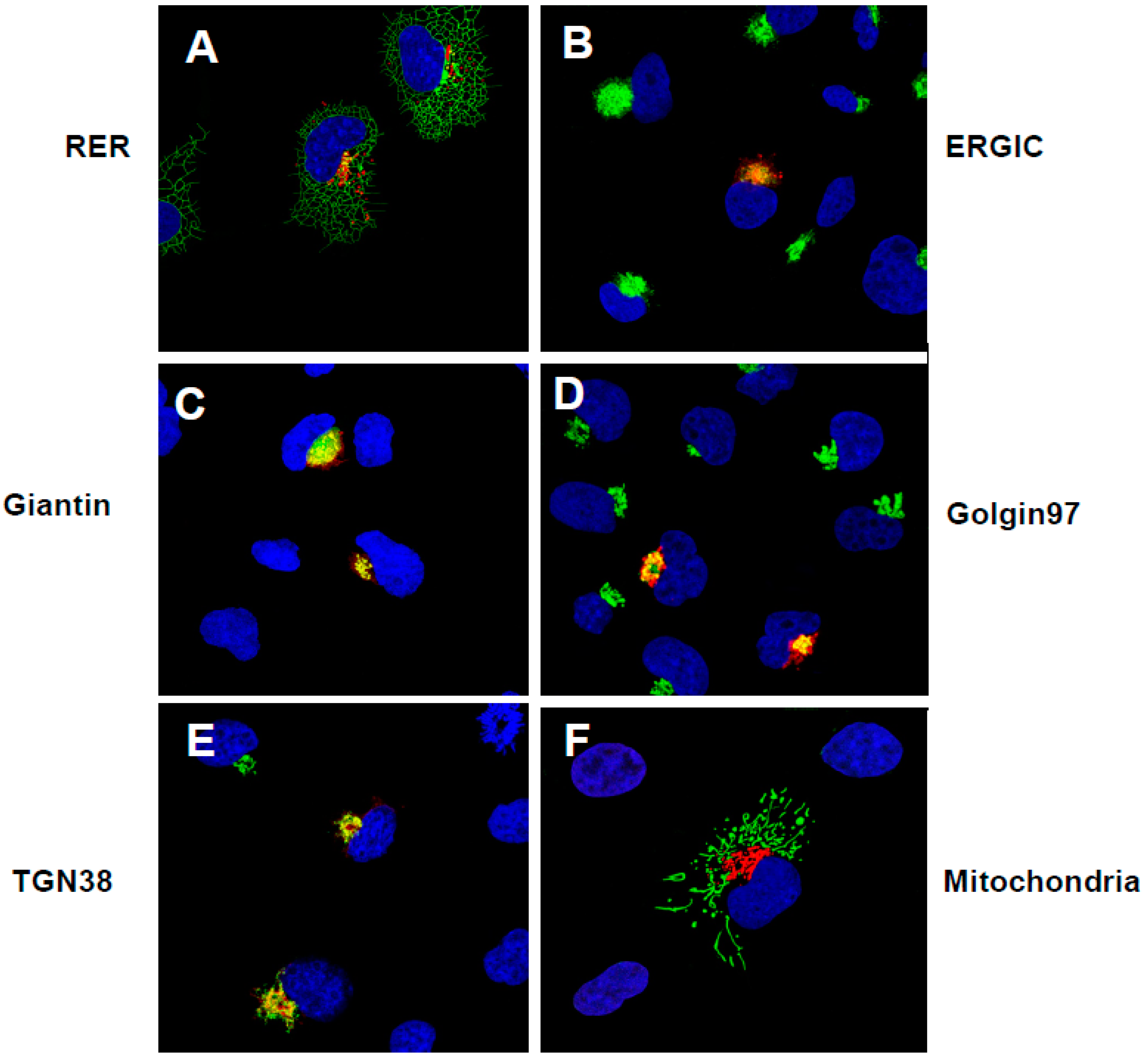 Viruses 17 00522 g004