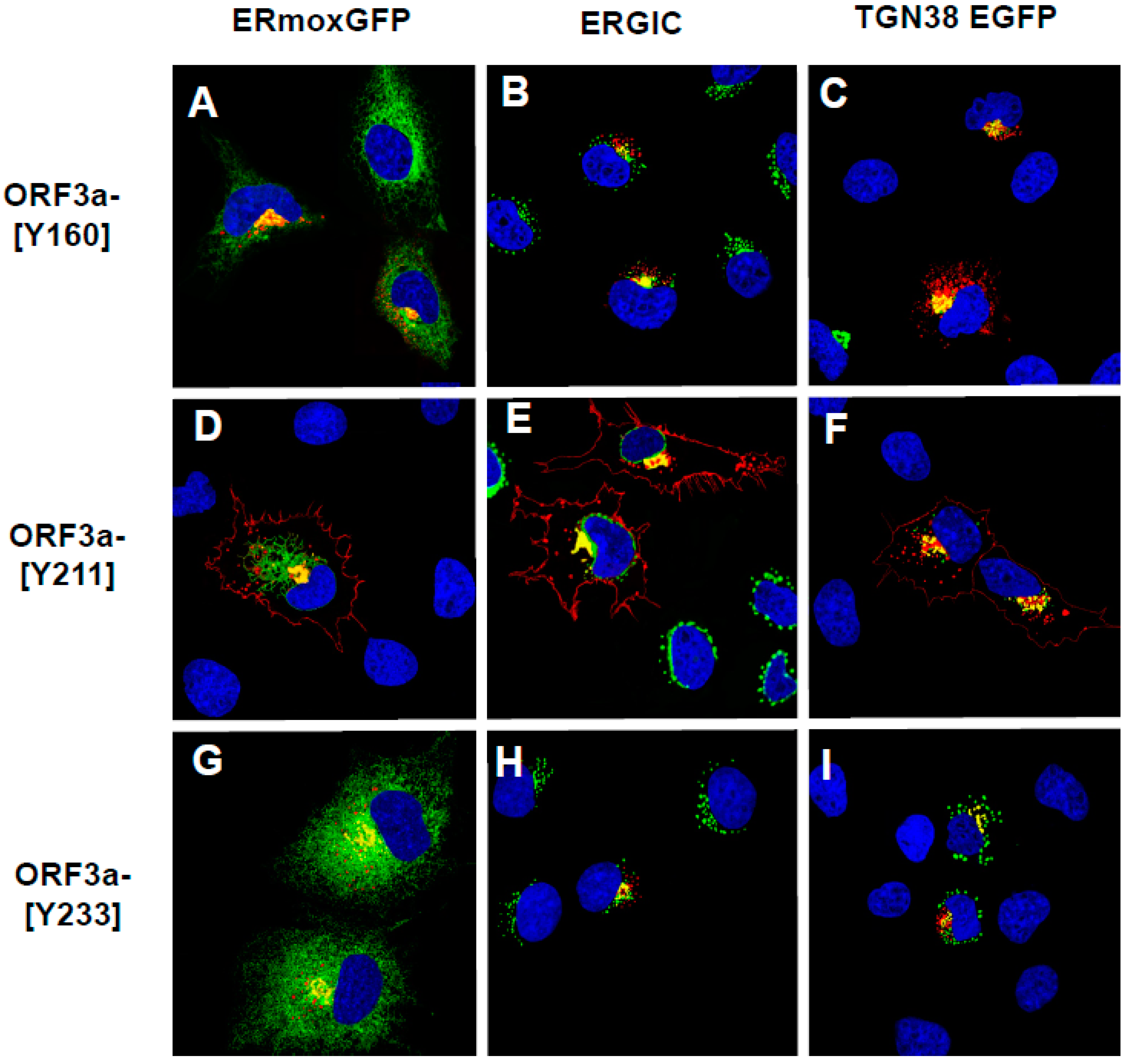 Viruses 17 00522 g005