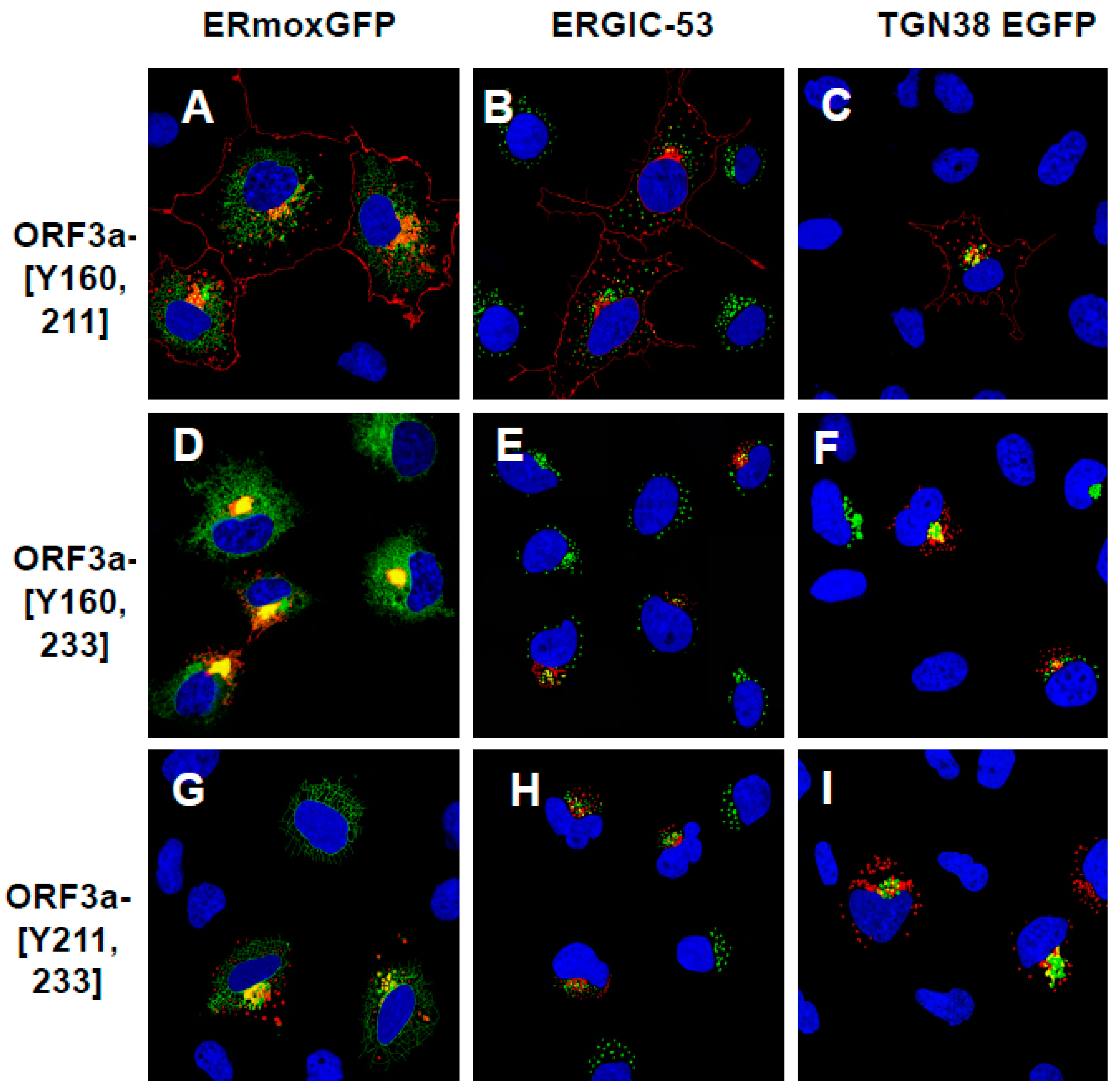 Viruses 17 00522 g006