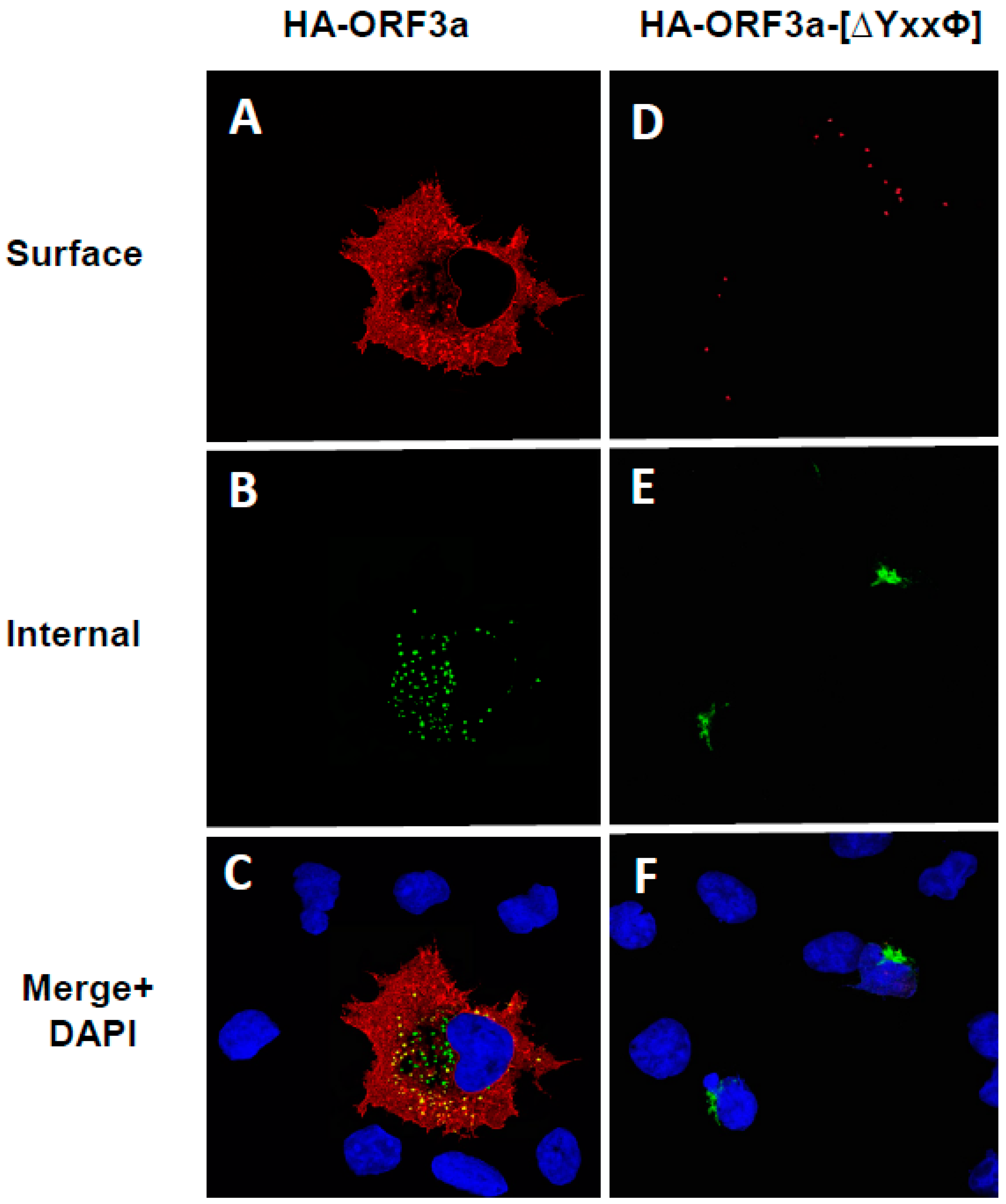 Viruses 17 00522 g007
