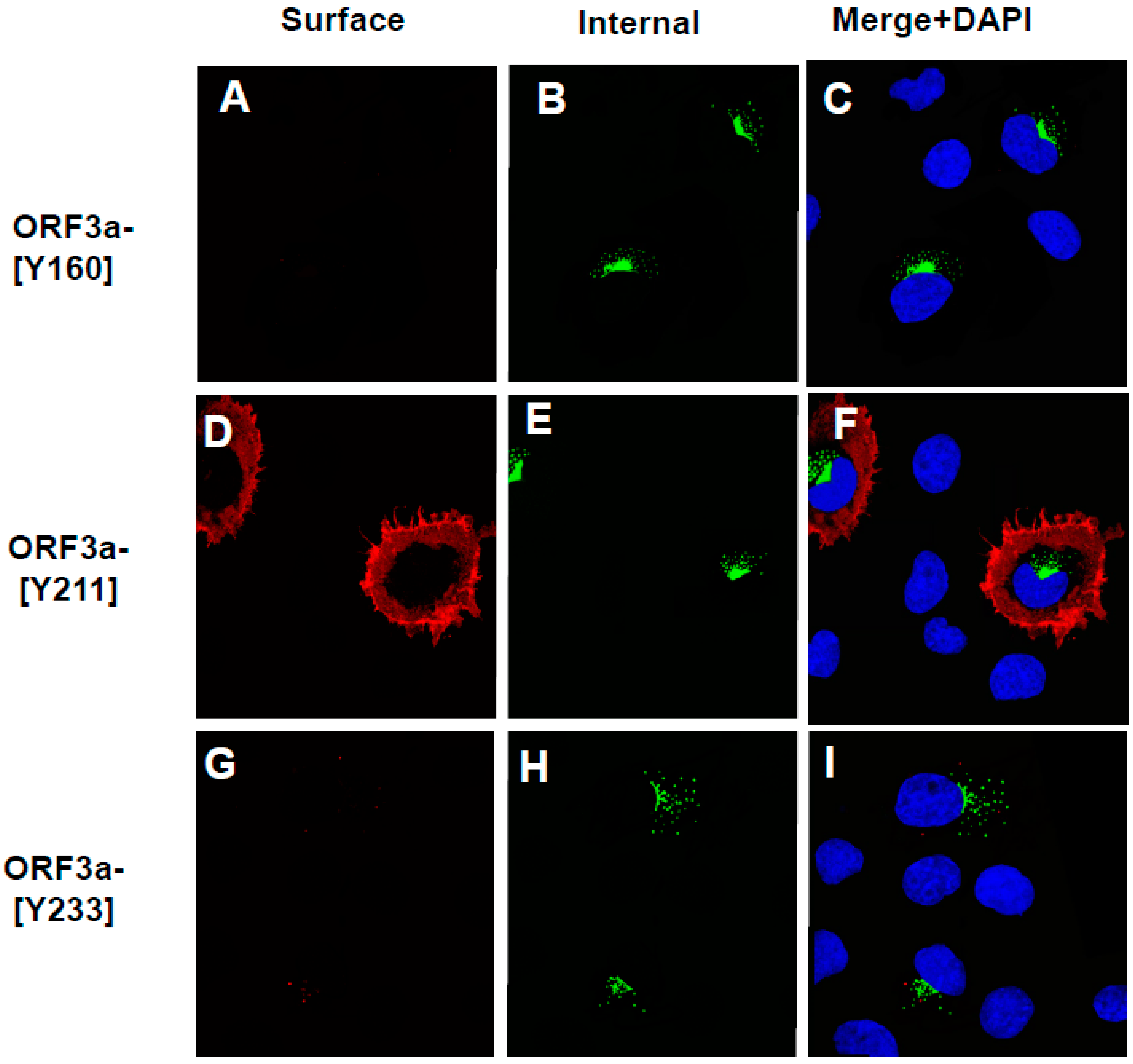 Viruses 17 00522 g008