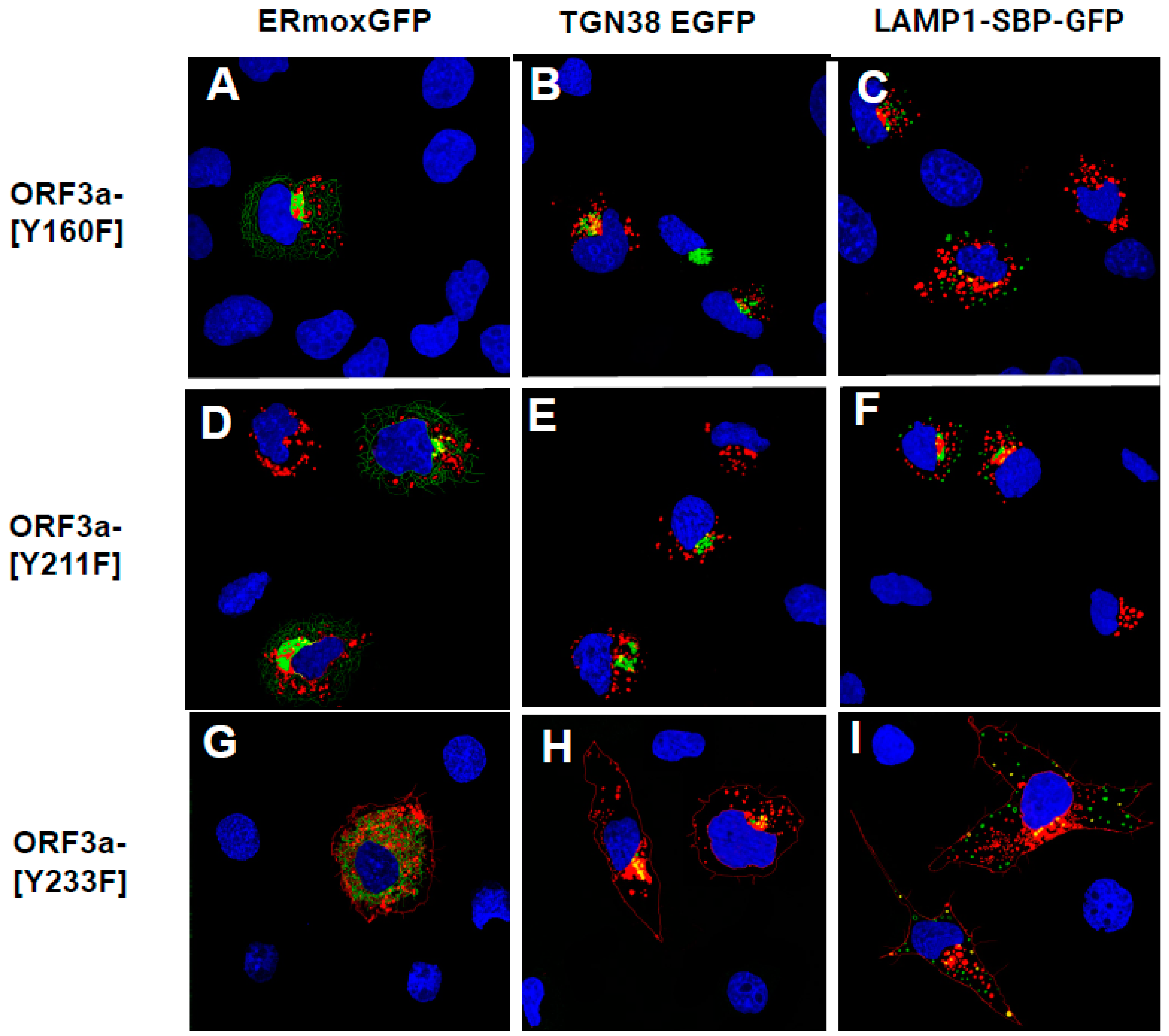 Viruses 17 00522 g010