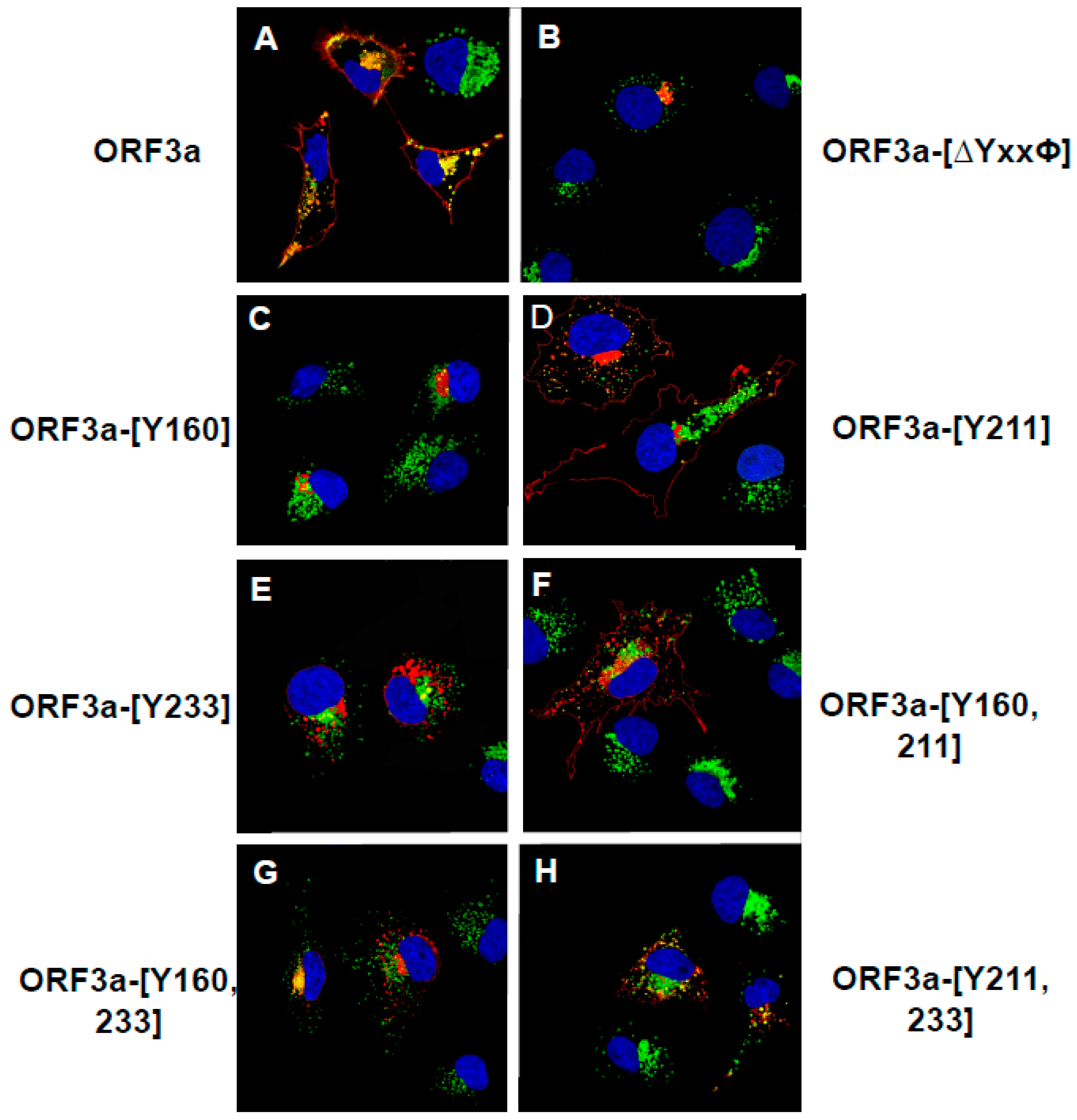 Viruses 17 00522 g011