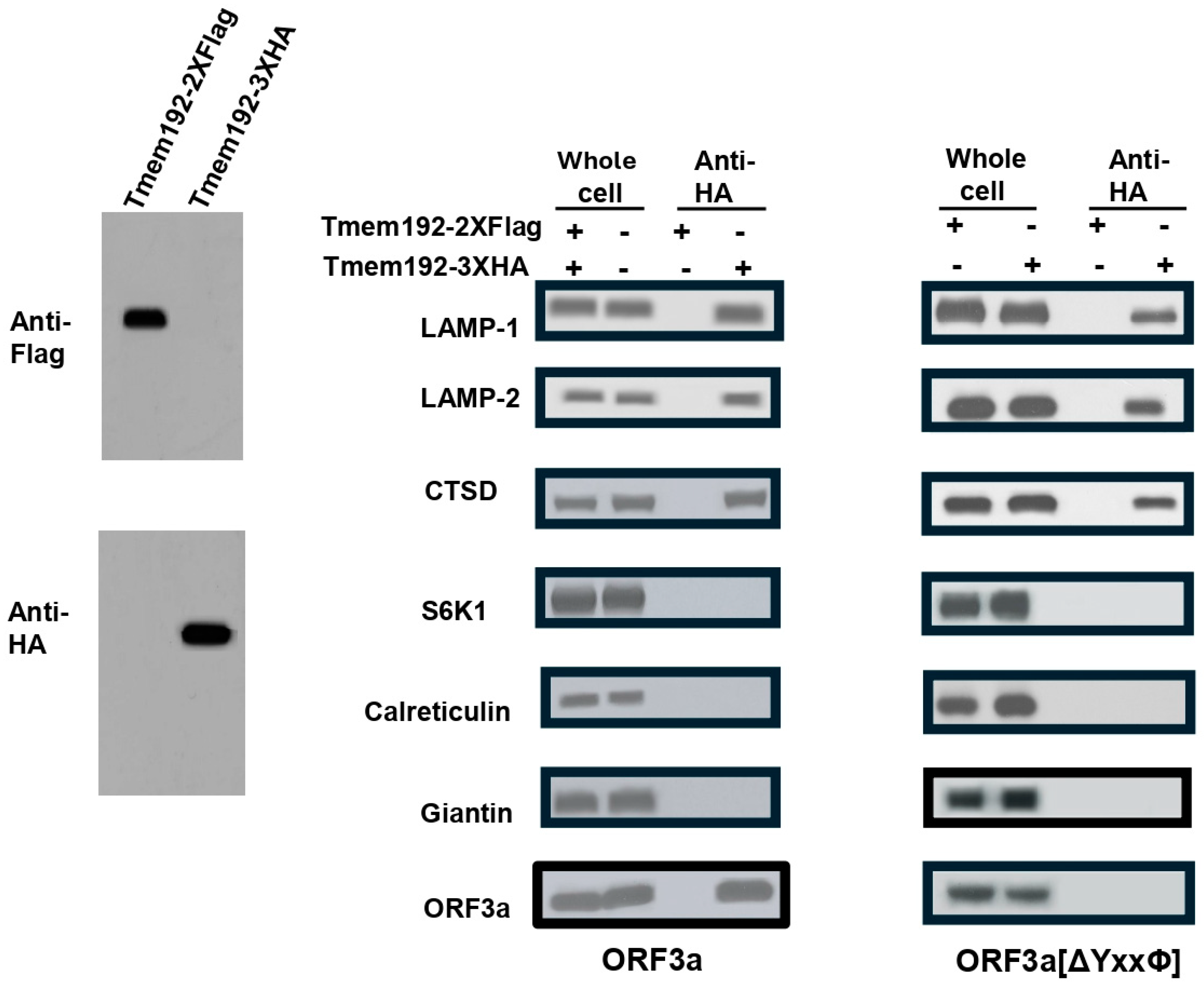 Viruses 17 00522 g012