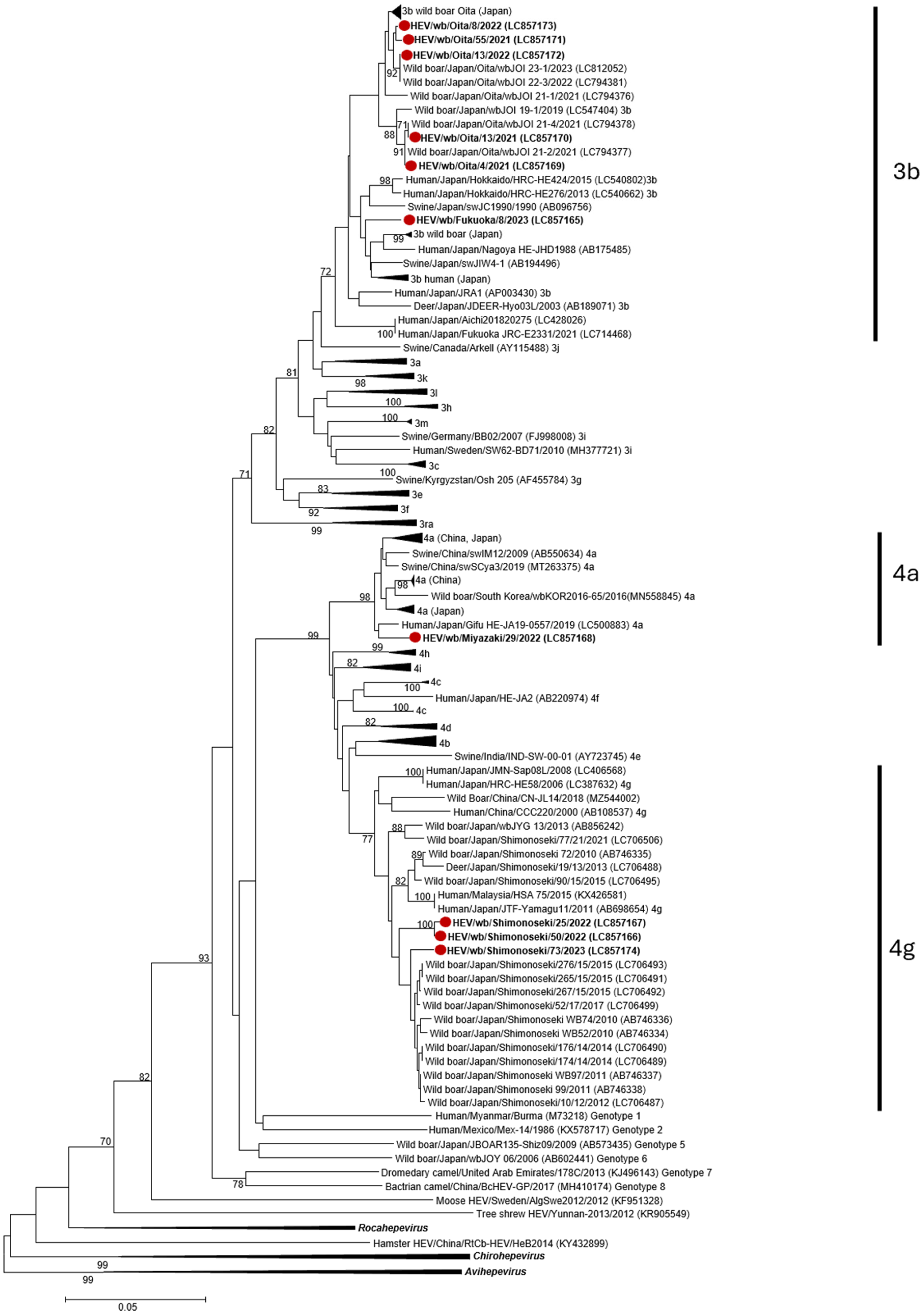 Viruses 17 00524 g001
