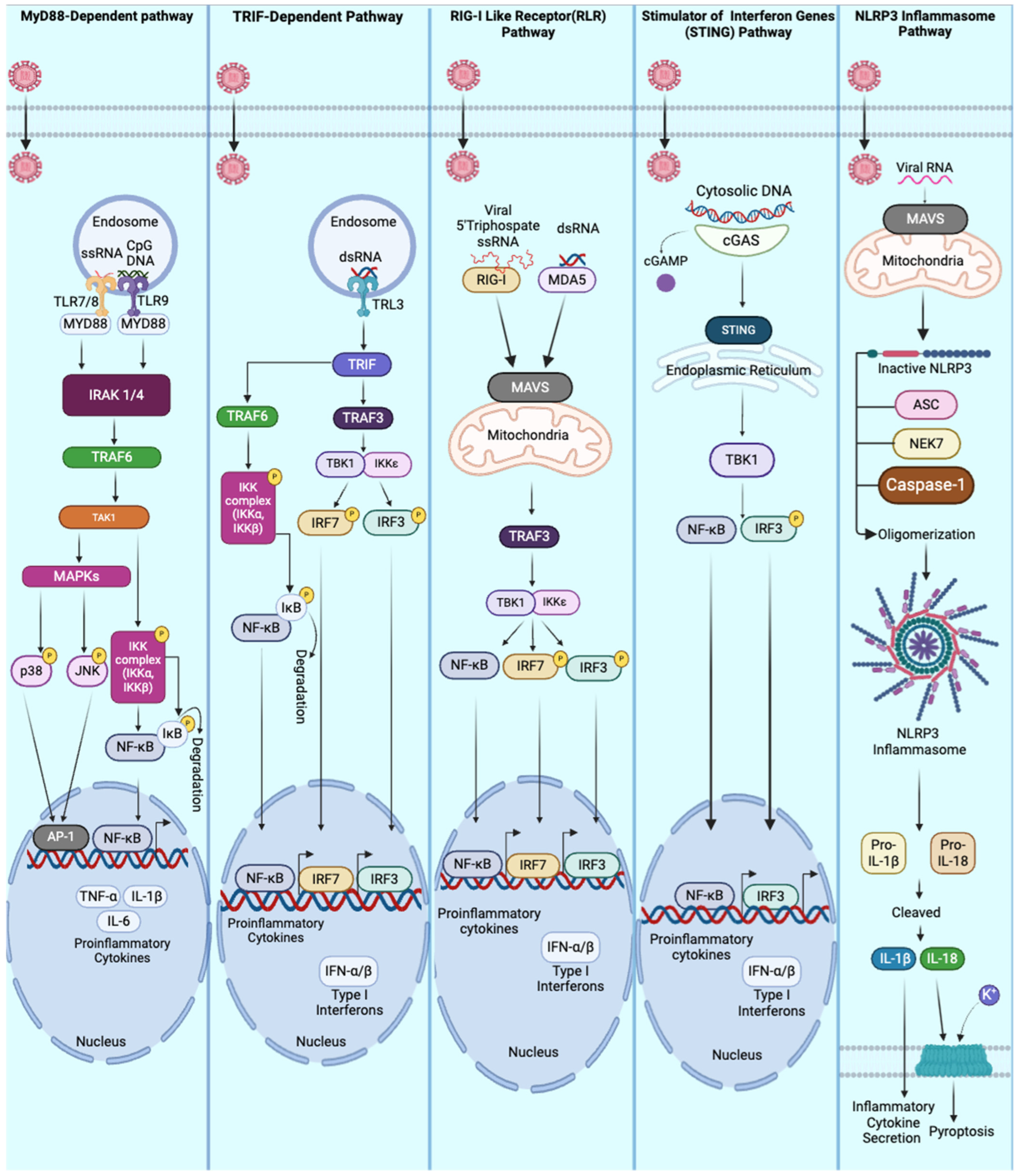 Prr Signaling Process Chasing Virus Replication and Infection: PAMP-PRR Interaction Drives ...