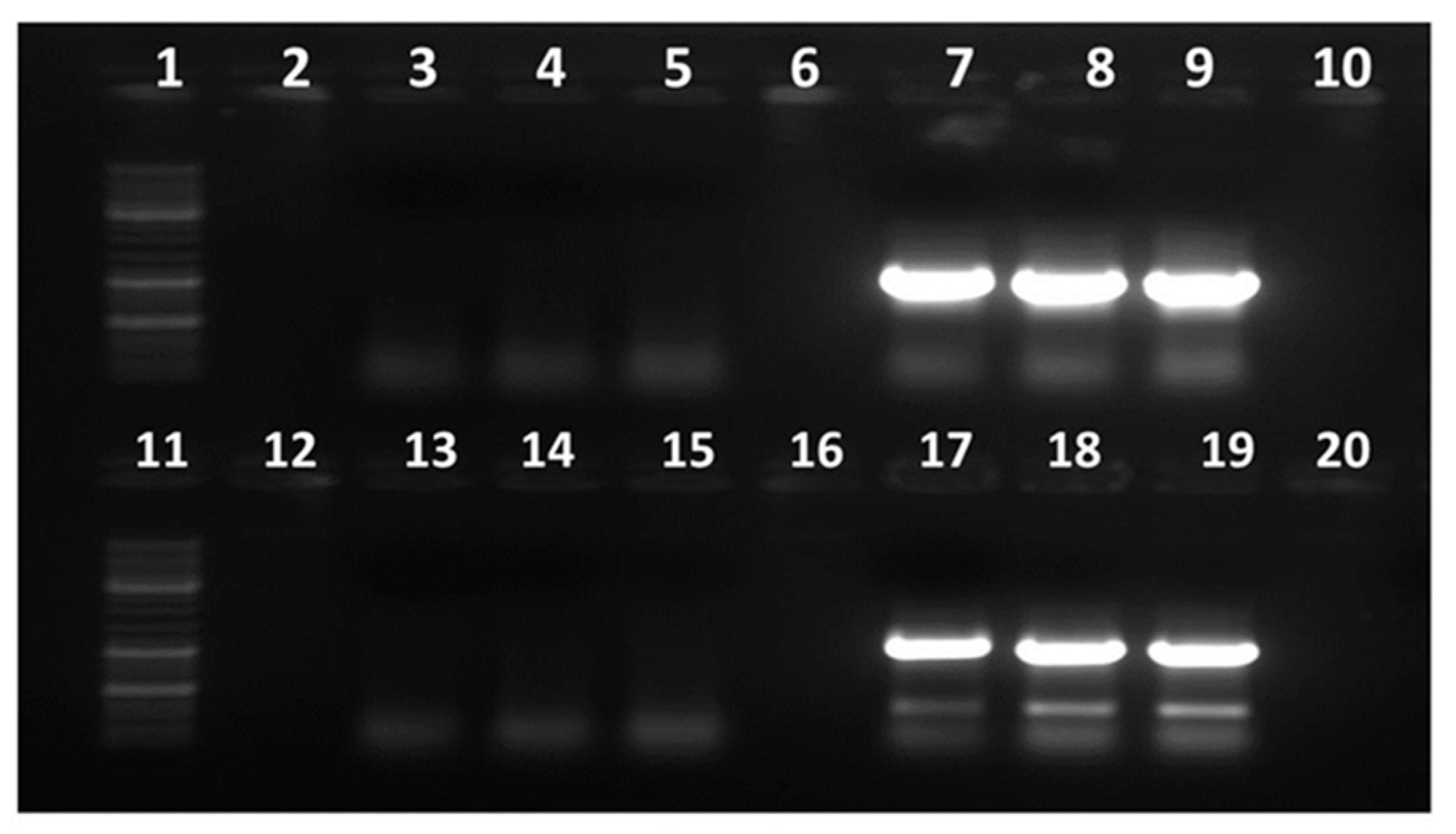 Viruses 17 00532 g001