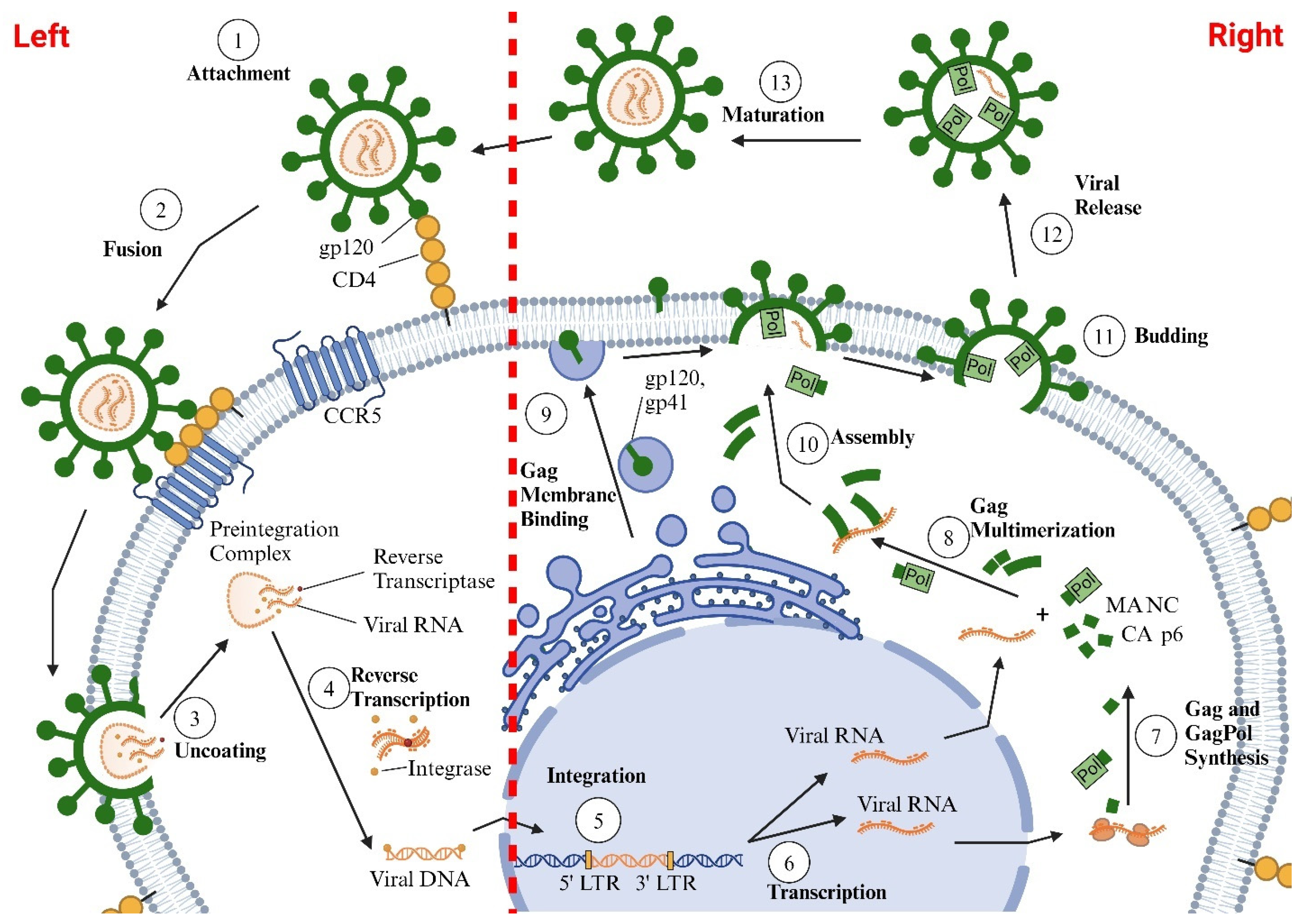 Viruses 17 00547 g001