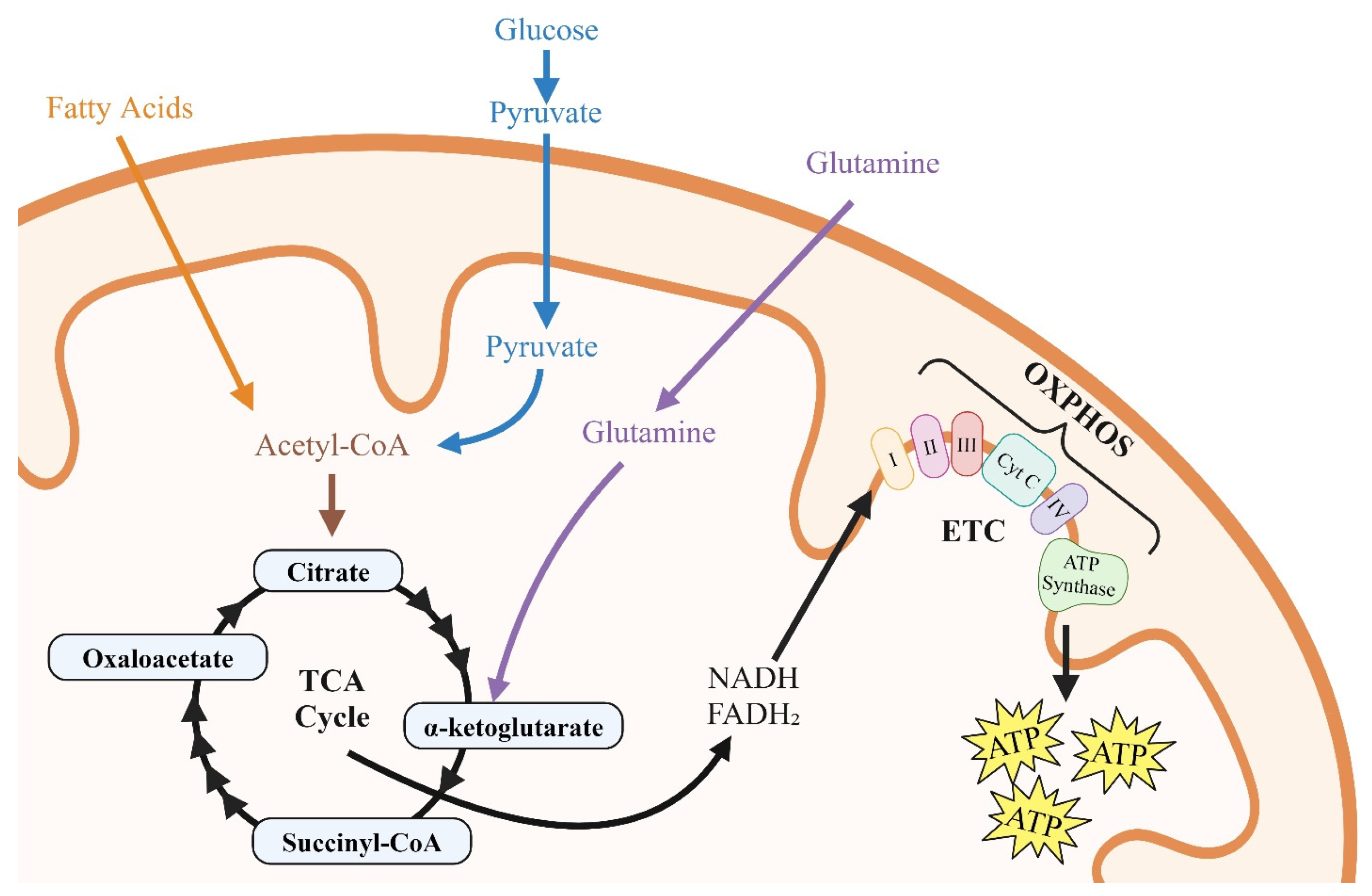 Viruses 17 00547 g002