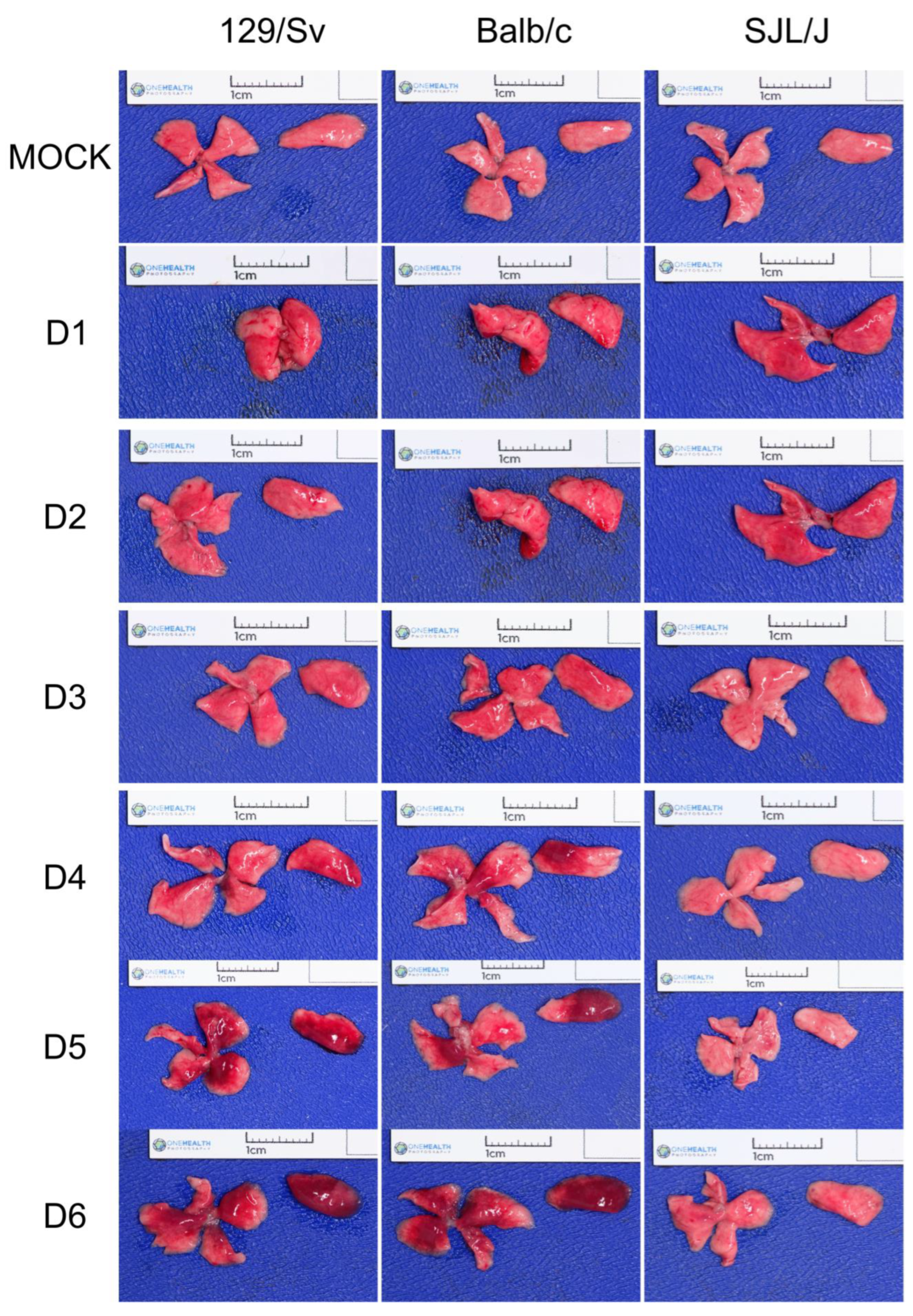 Viruses 17 00548 g002