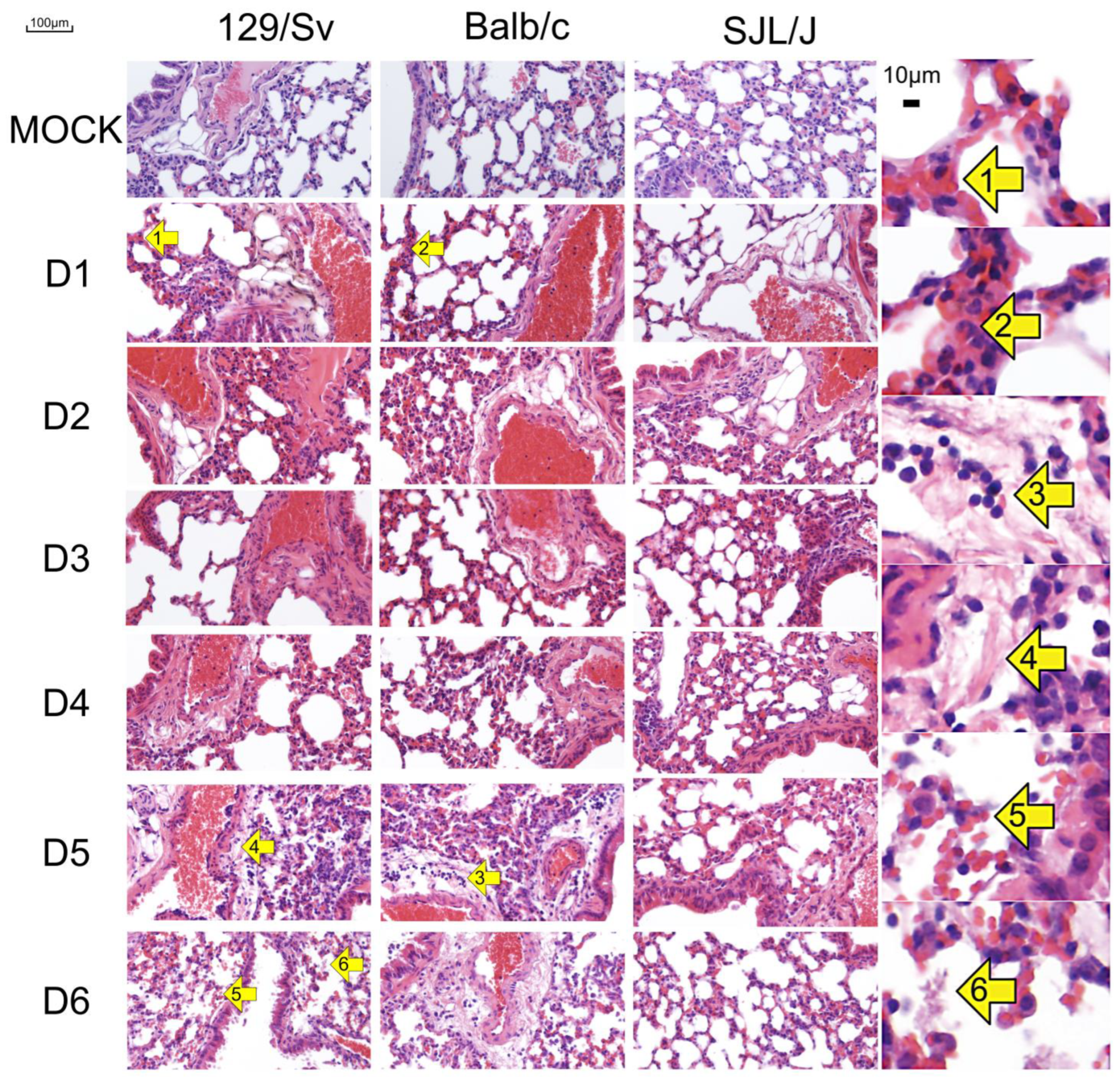 Viruses 17 00548 g003
