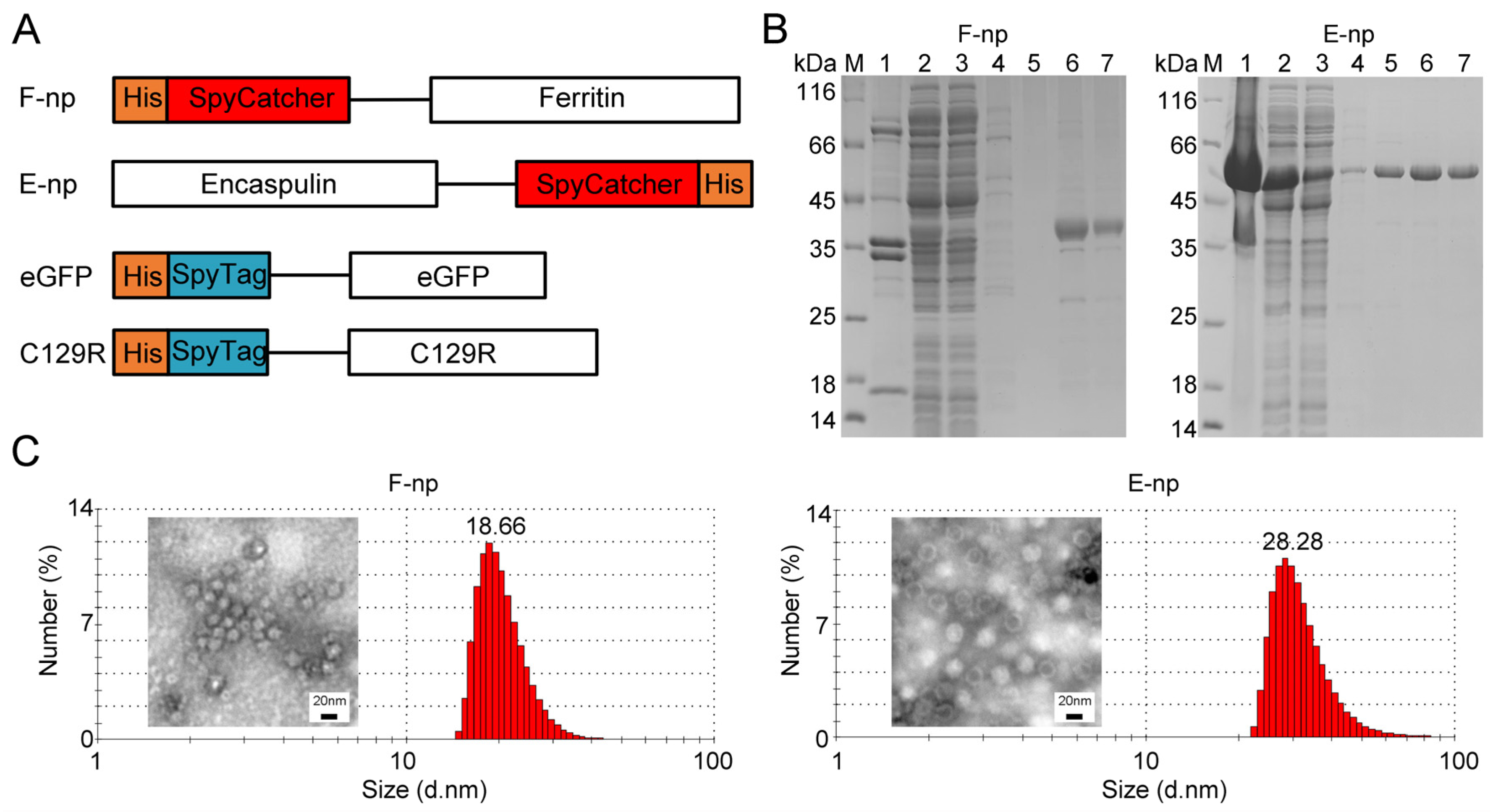 Viruses 17 00556 g001