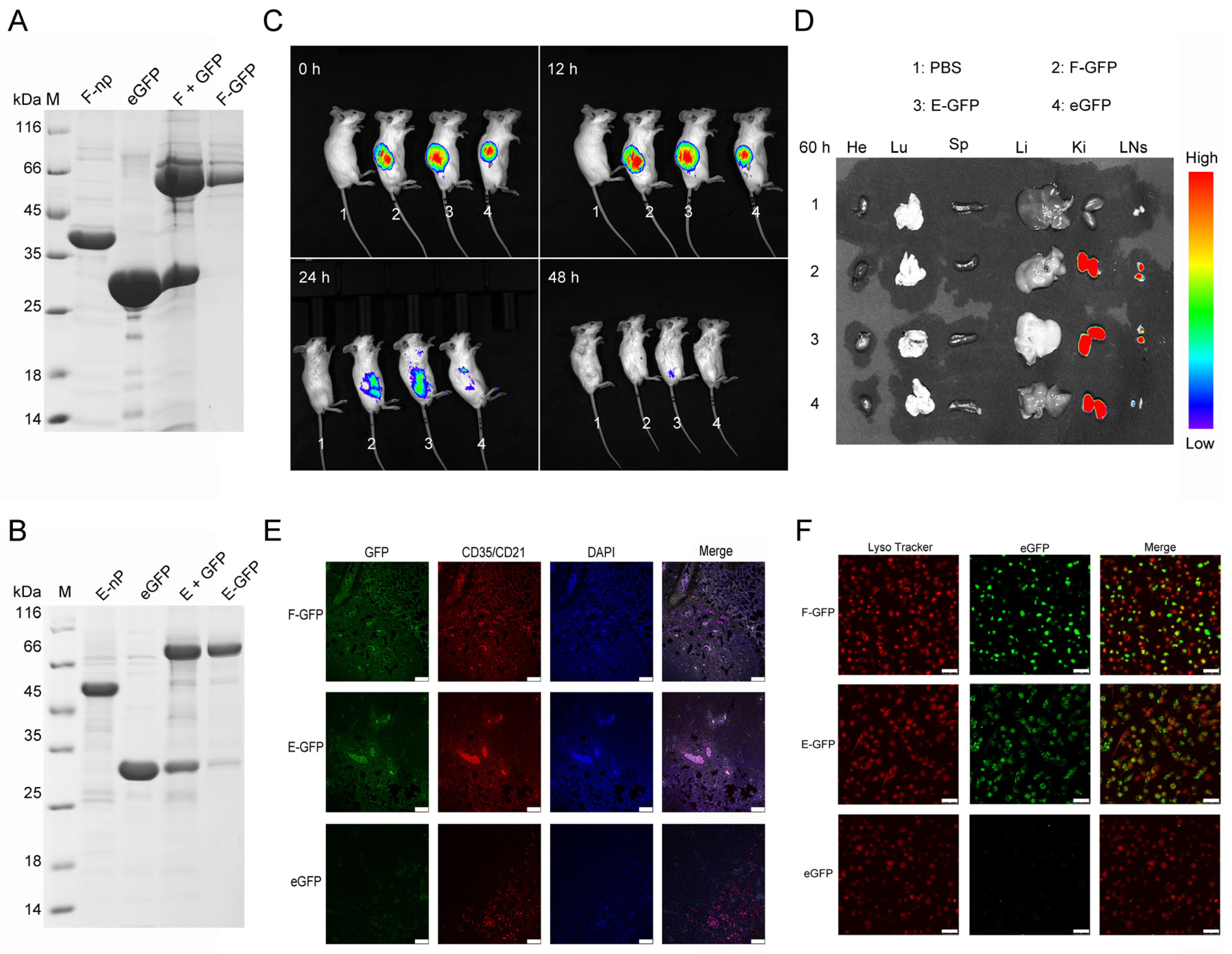 Viruses 17 00556 g003
