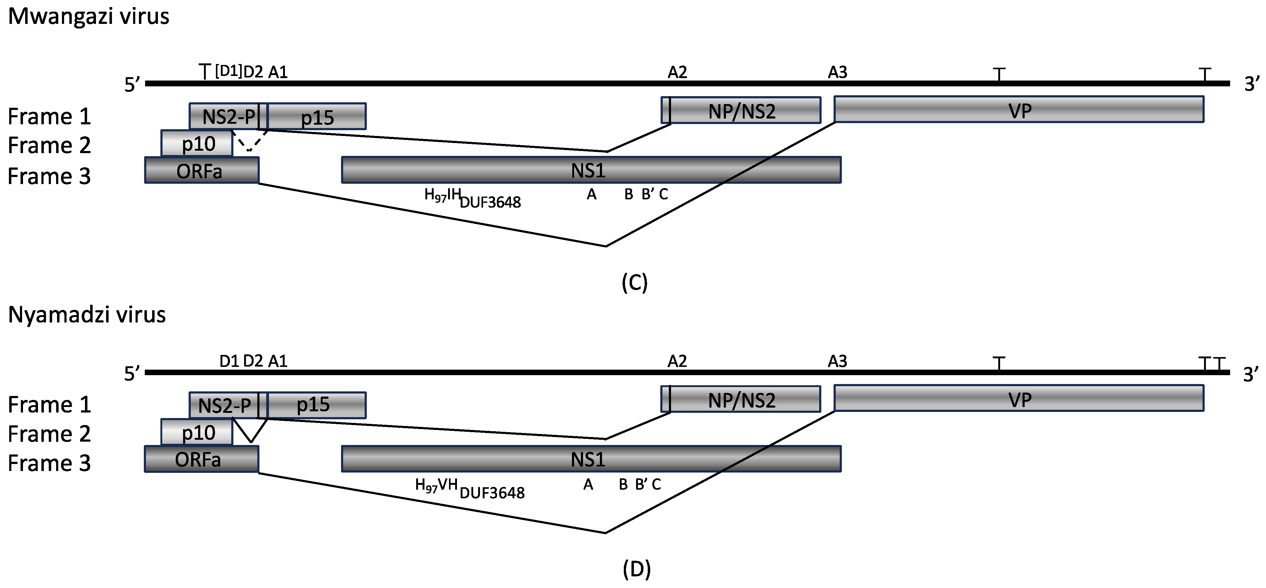 Viruses 17 00561 g002b