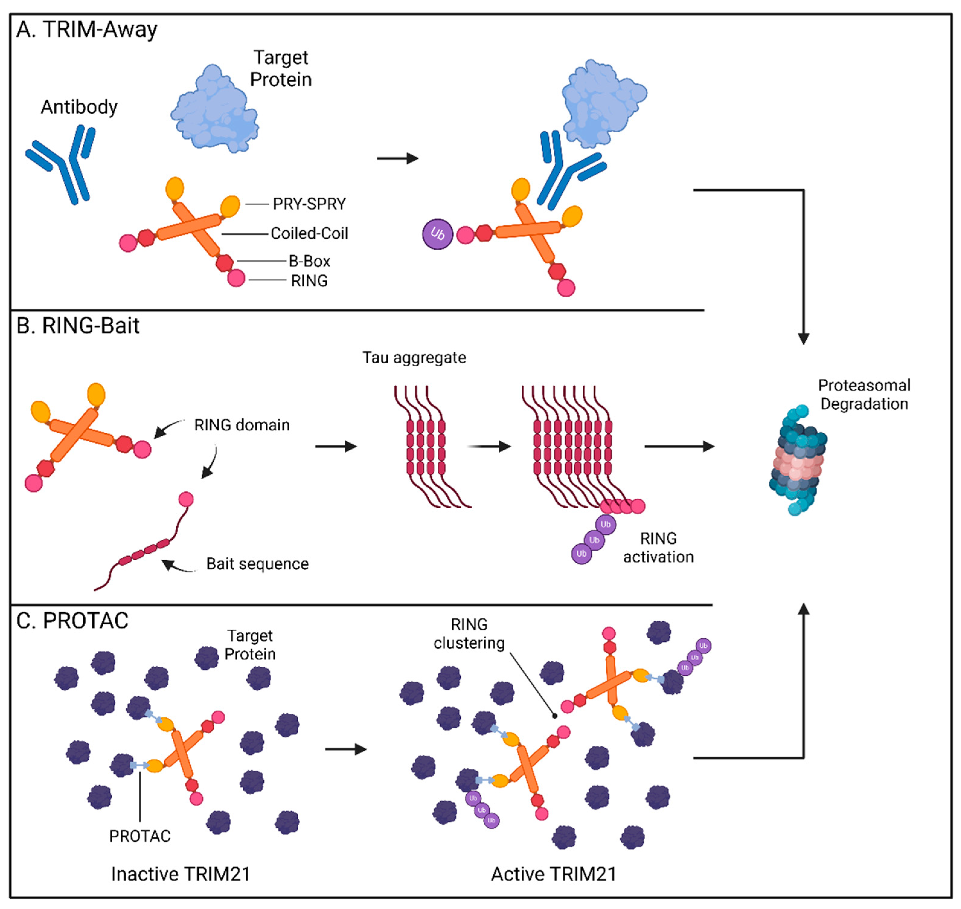 Viruses 17 00562 g002
