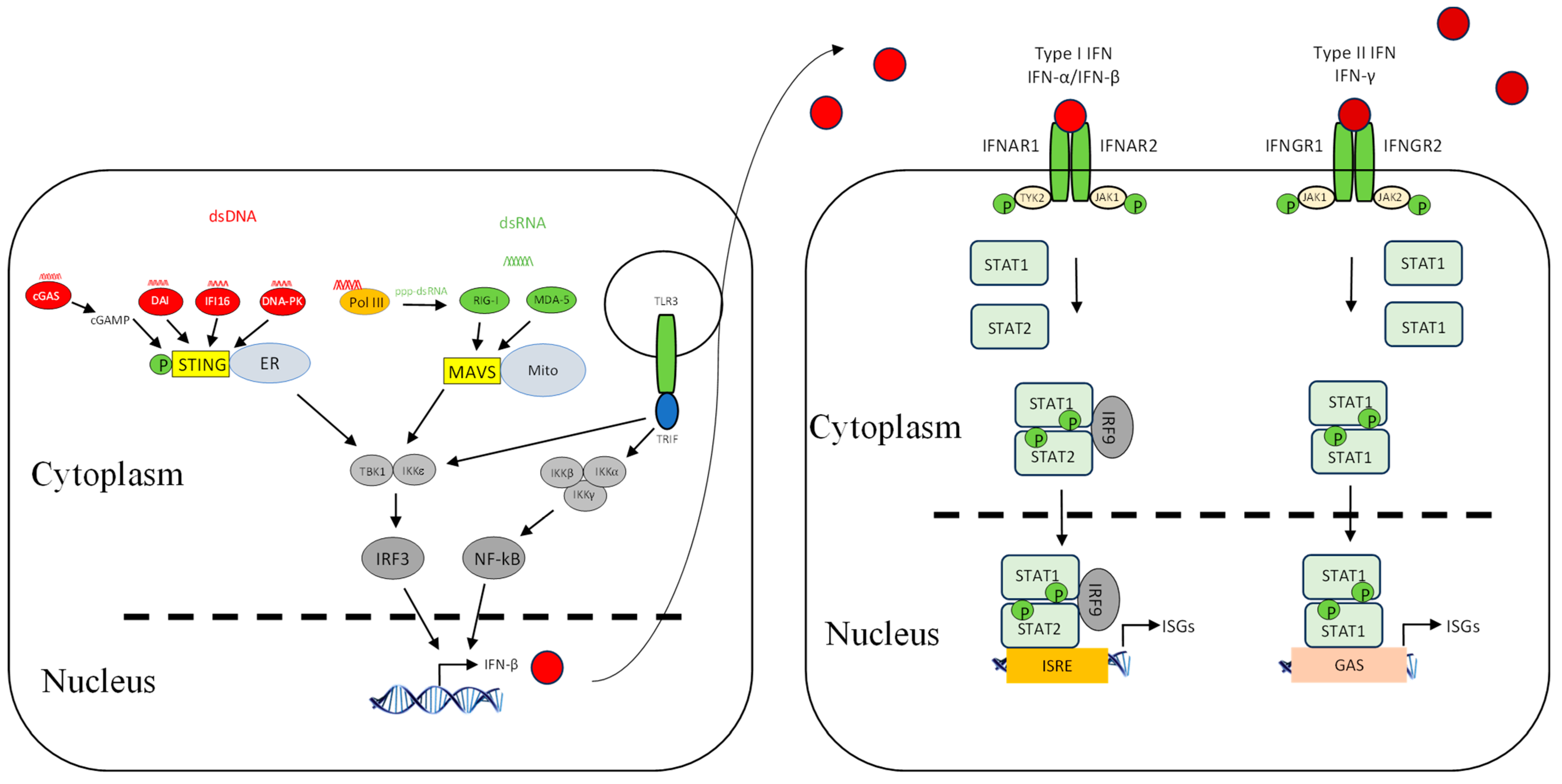 Viruses 17 00587 g001 Viruses 17 00587 g001