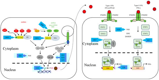 Viruses 17 00587 g002