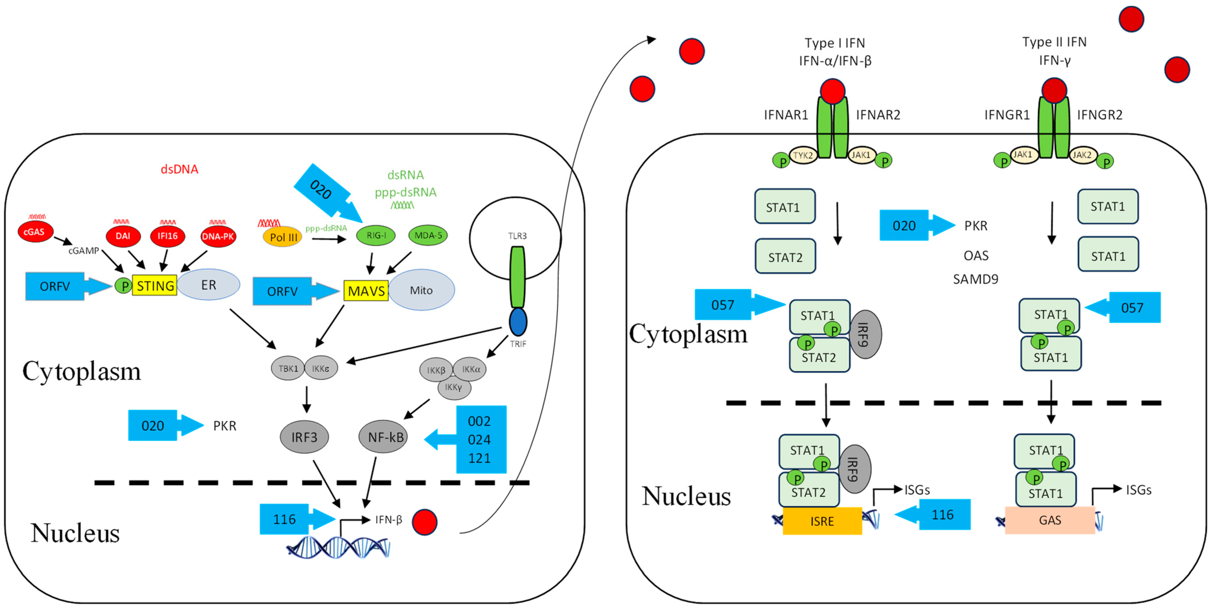 Viruses 17 00587 g002 Viruses 17 00587 g002