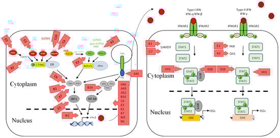 Viruses 17 00587 g003