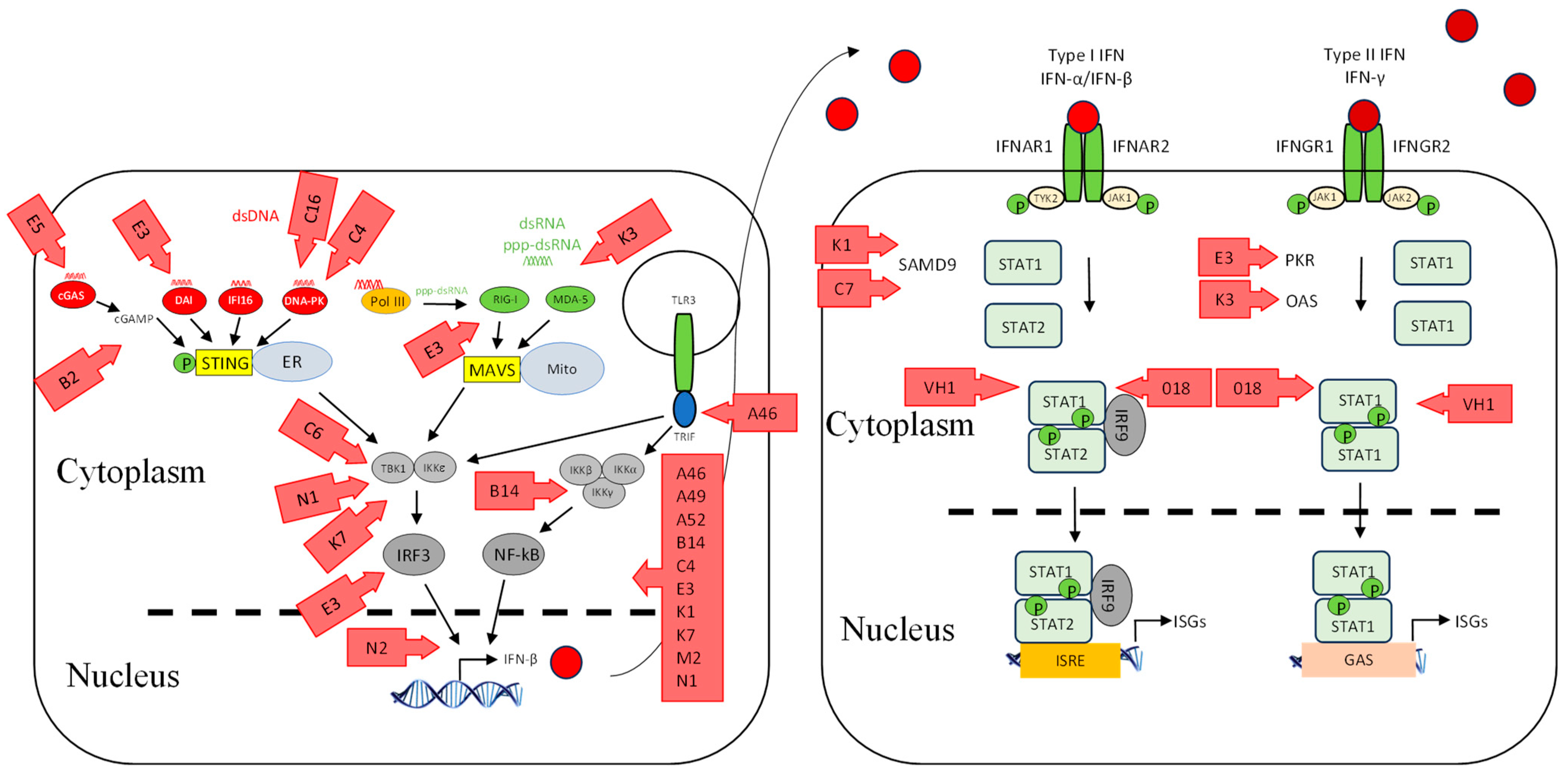 Viruses 17 00587 g003 Viruses 17 00587 g003