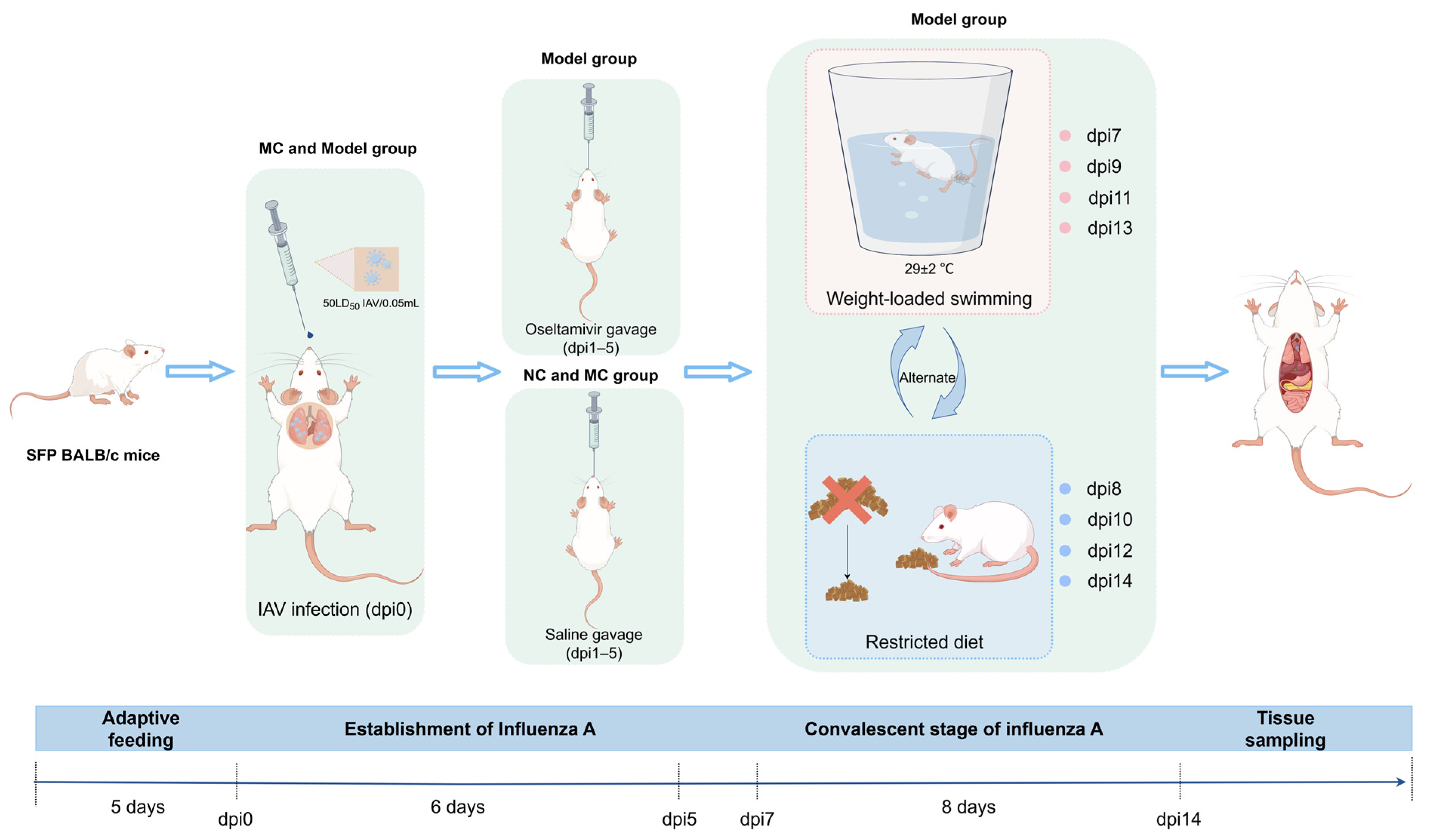Viruses 17 00593 g001