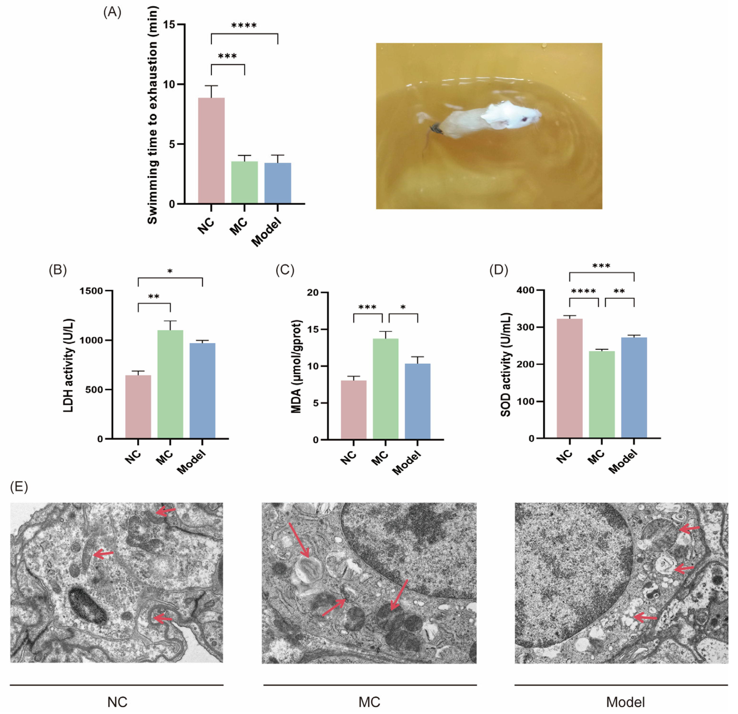Viruses 17 00593 g004