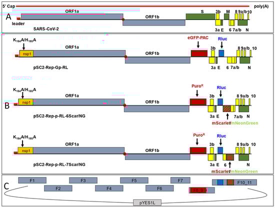Viruses 17 00597 g001