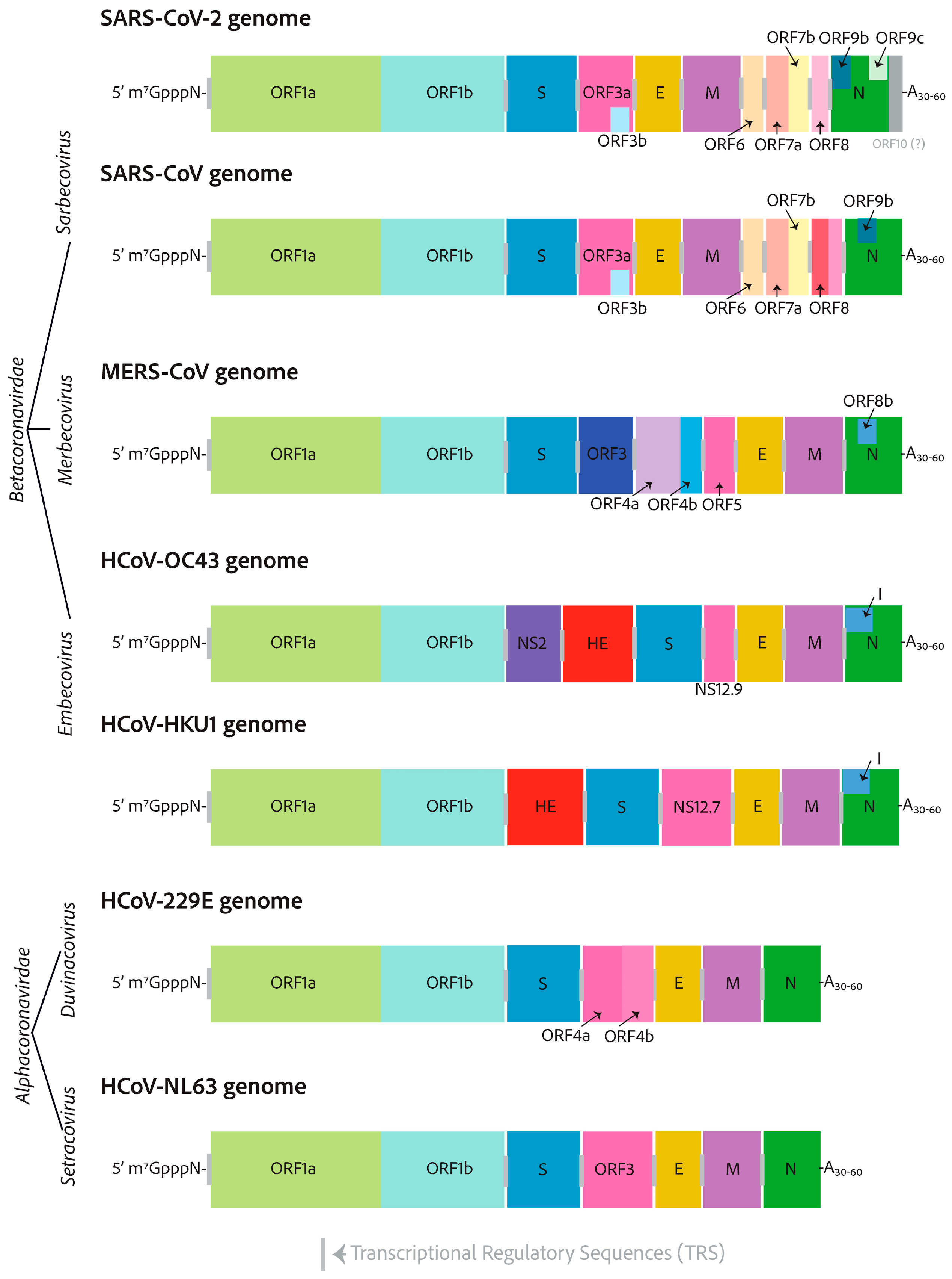 Viruses 17 00601 g005