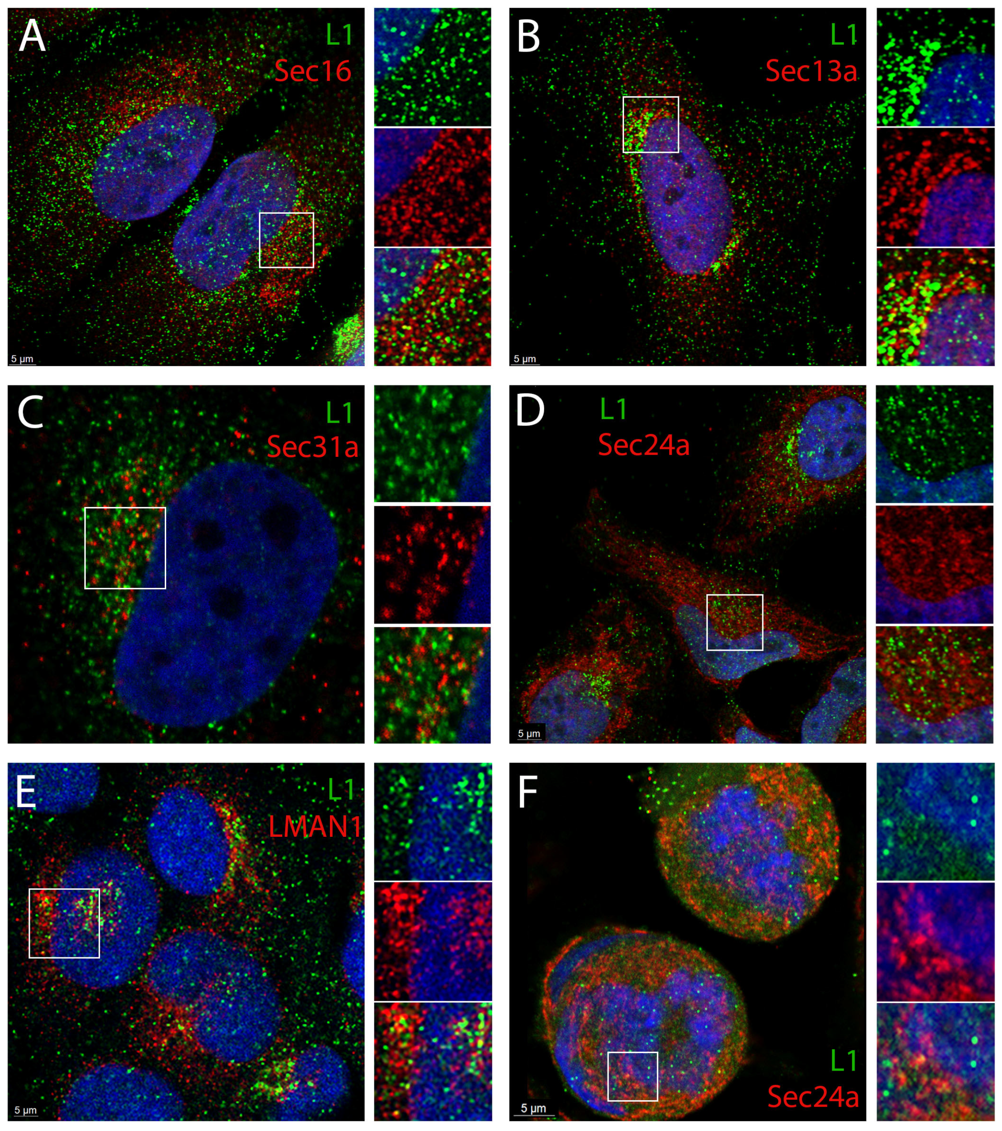 Viruses 17 00616 g002