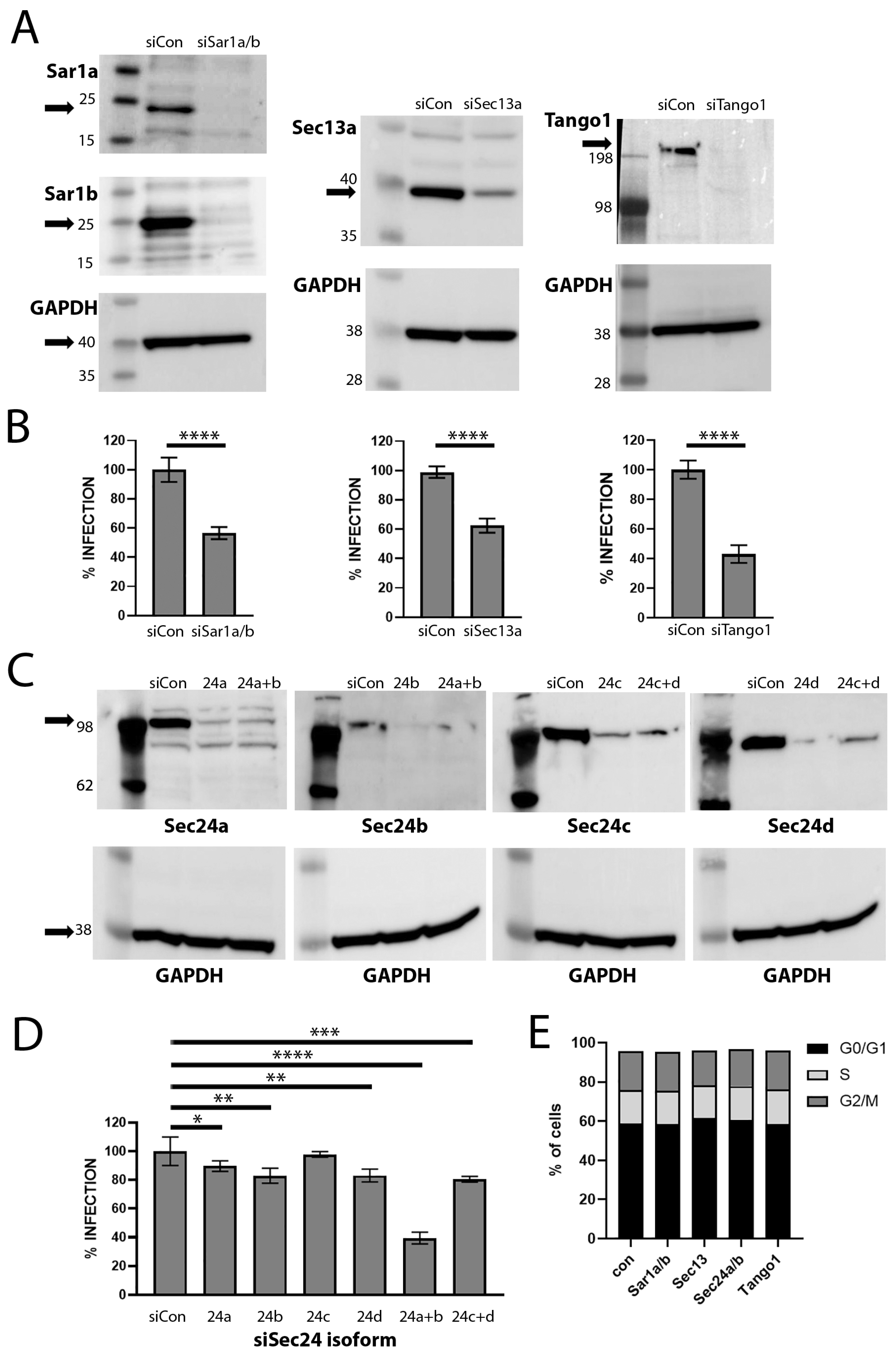 Viruses 17 00616 g003