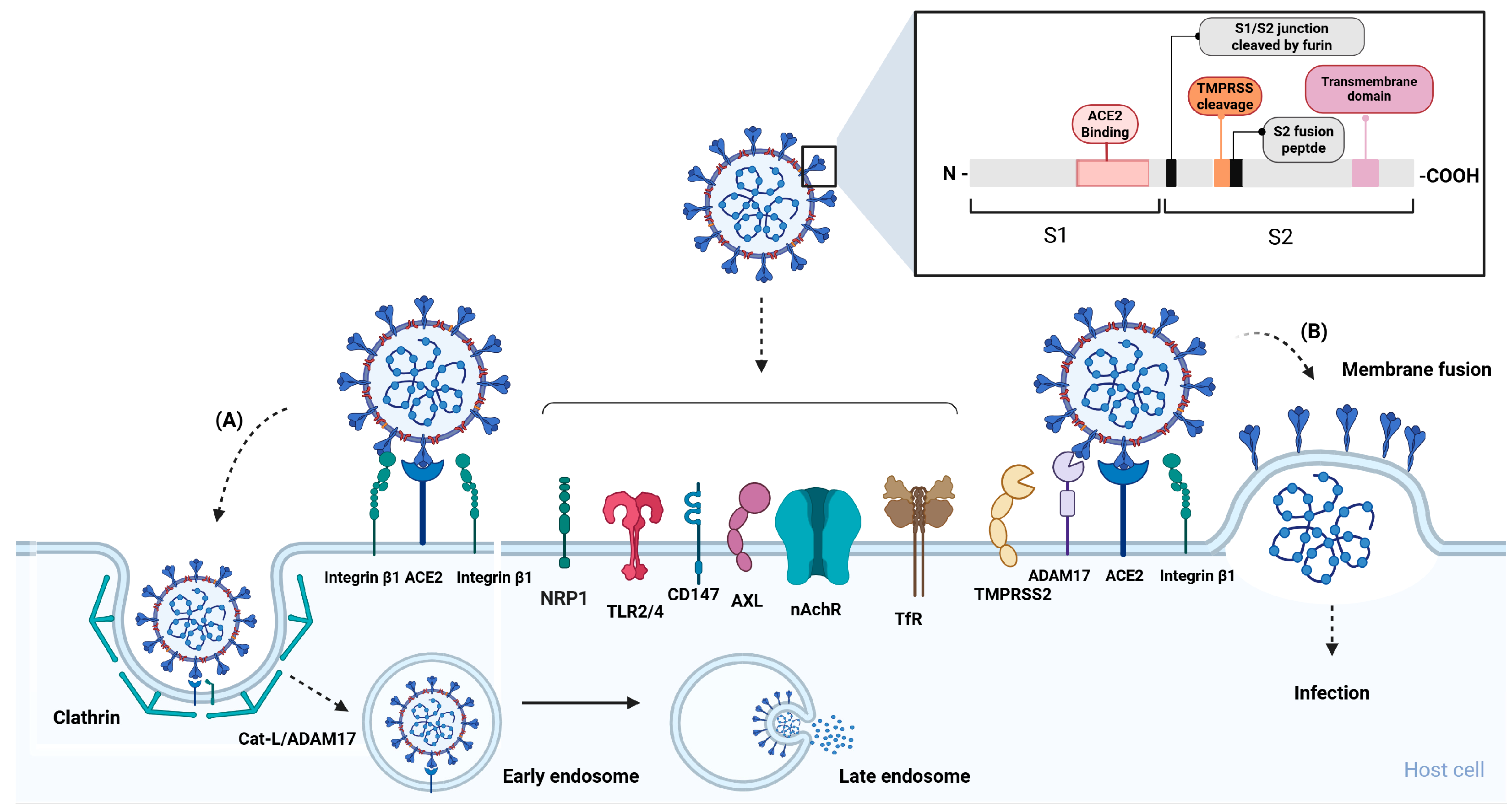 Viruses 17 00619 g001
