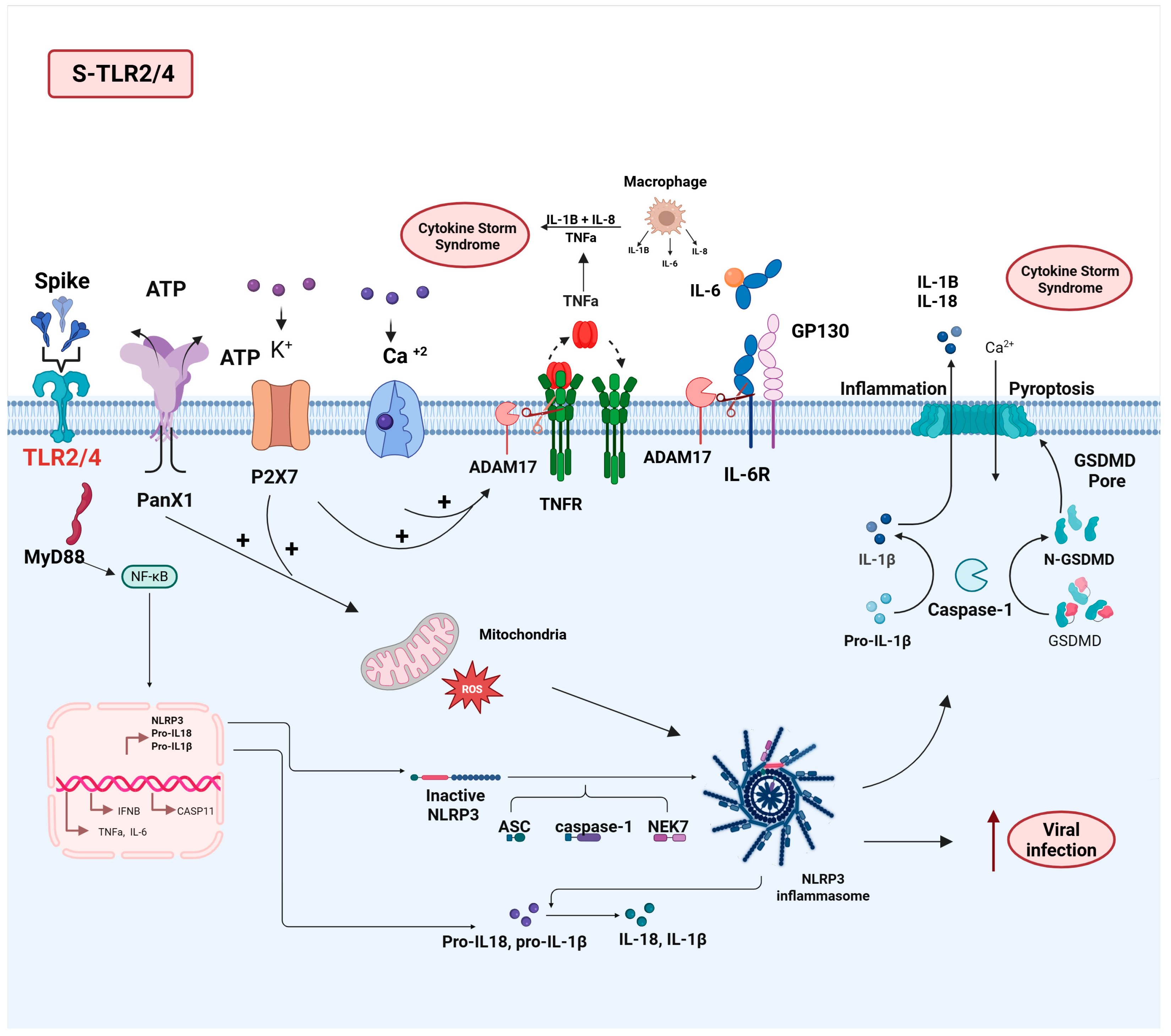 Viruses 17 00619 g003