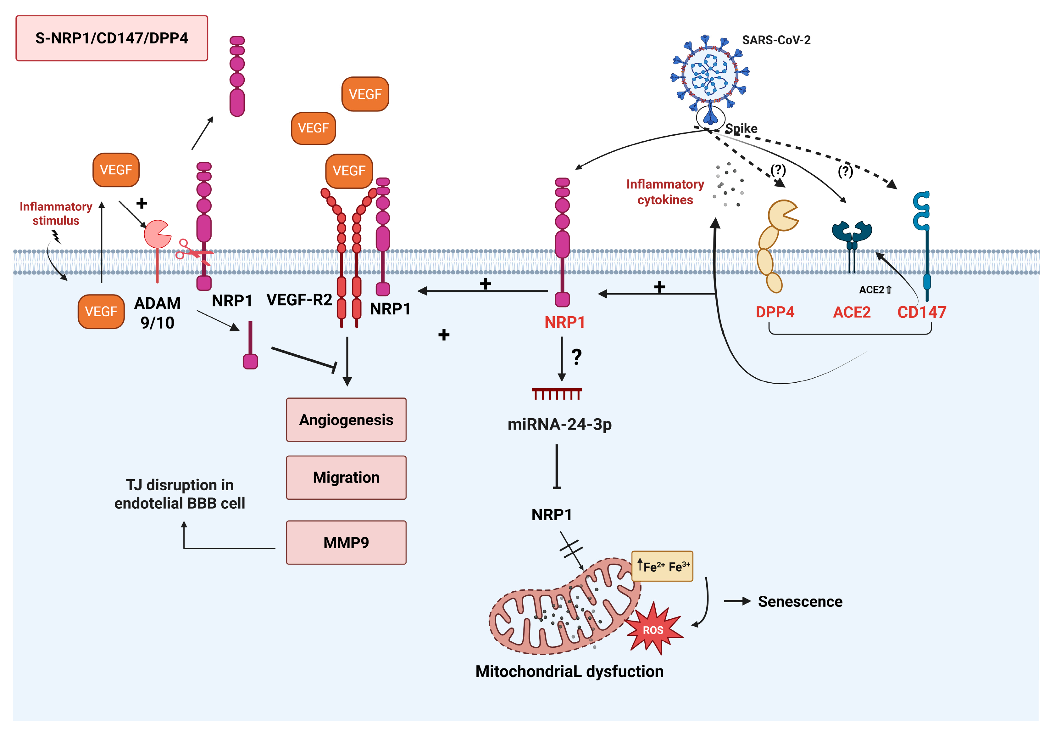 Viruses 17 00619 g004