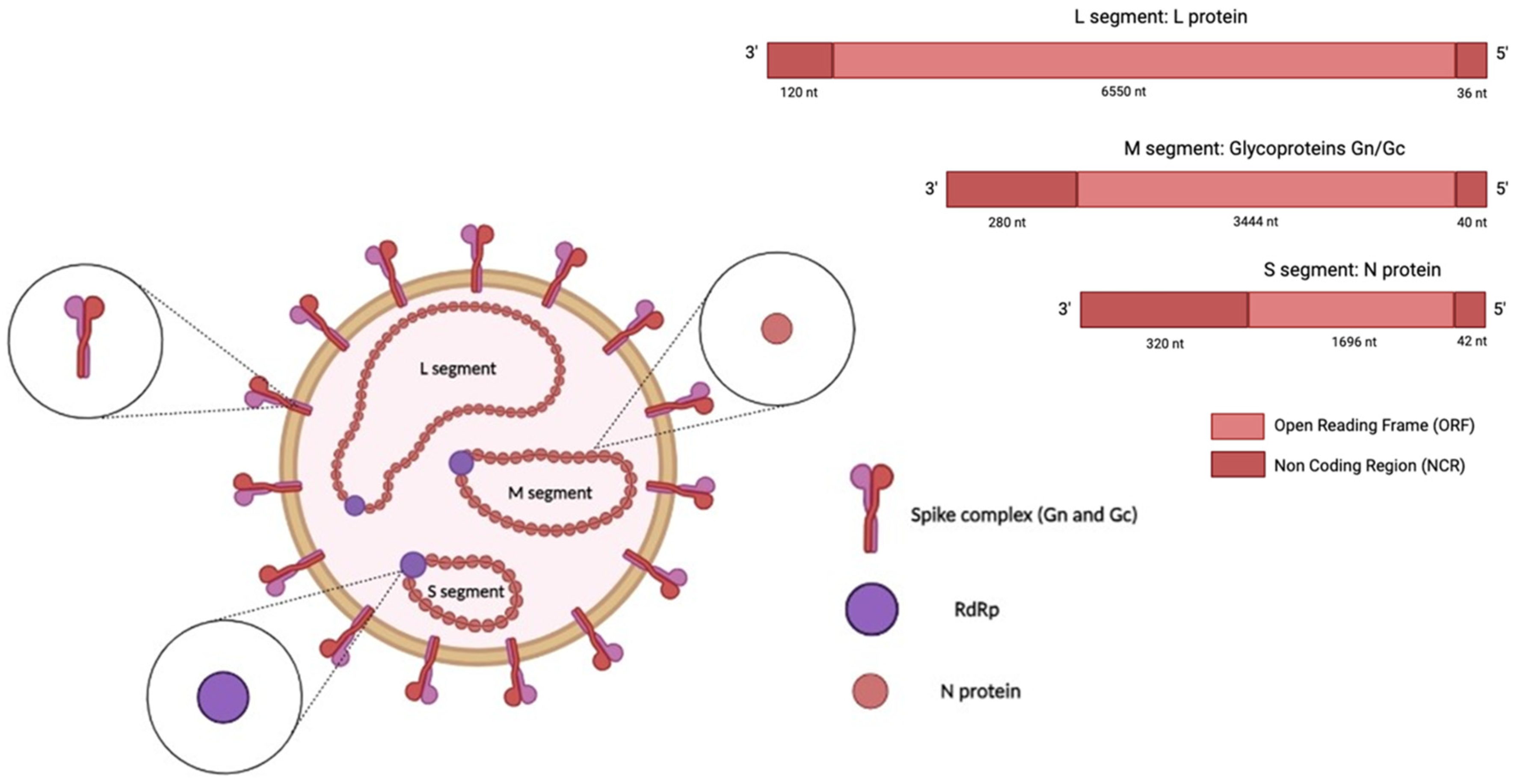 Viruses 17 00622 g001