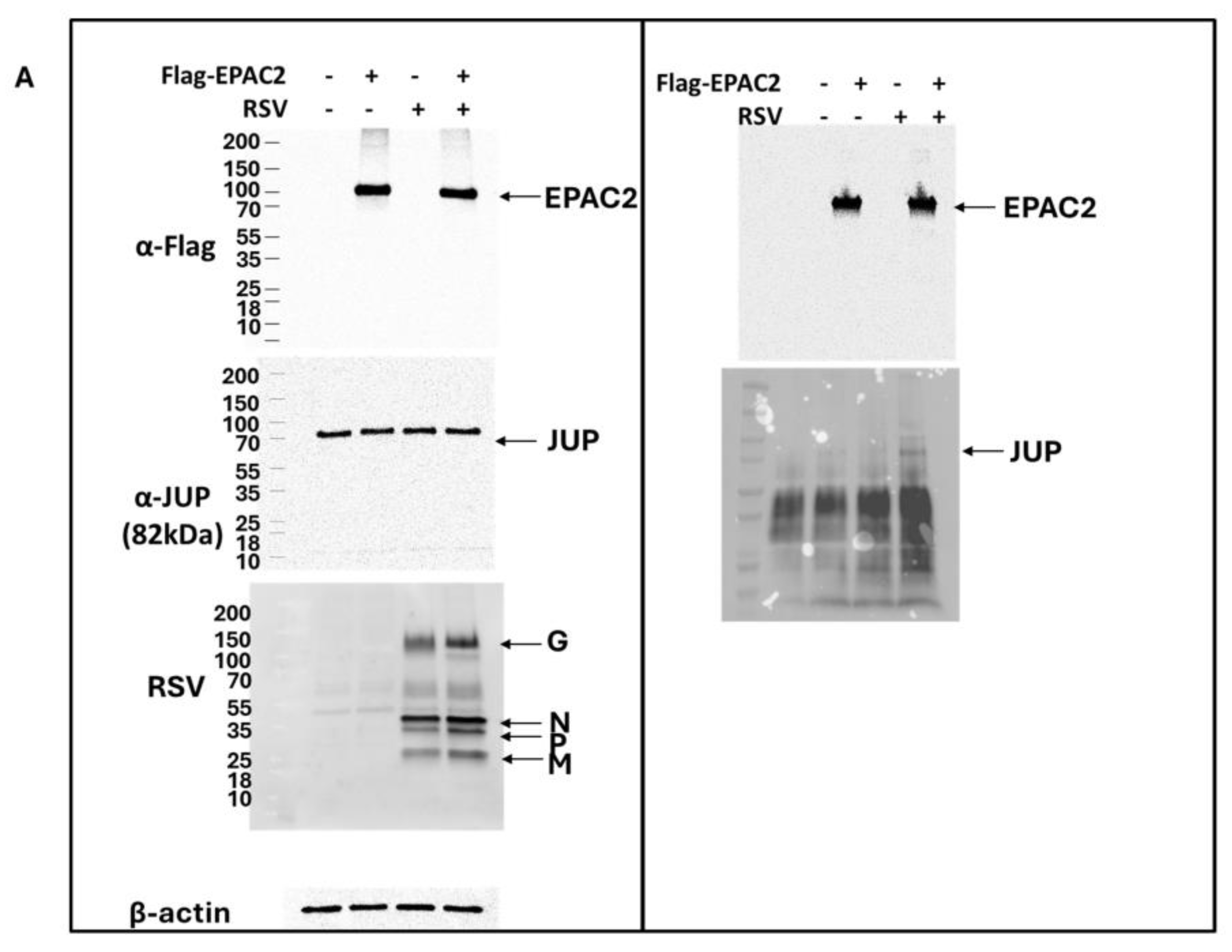 Viruses 17 00627 g002a
