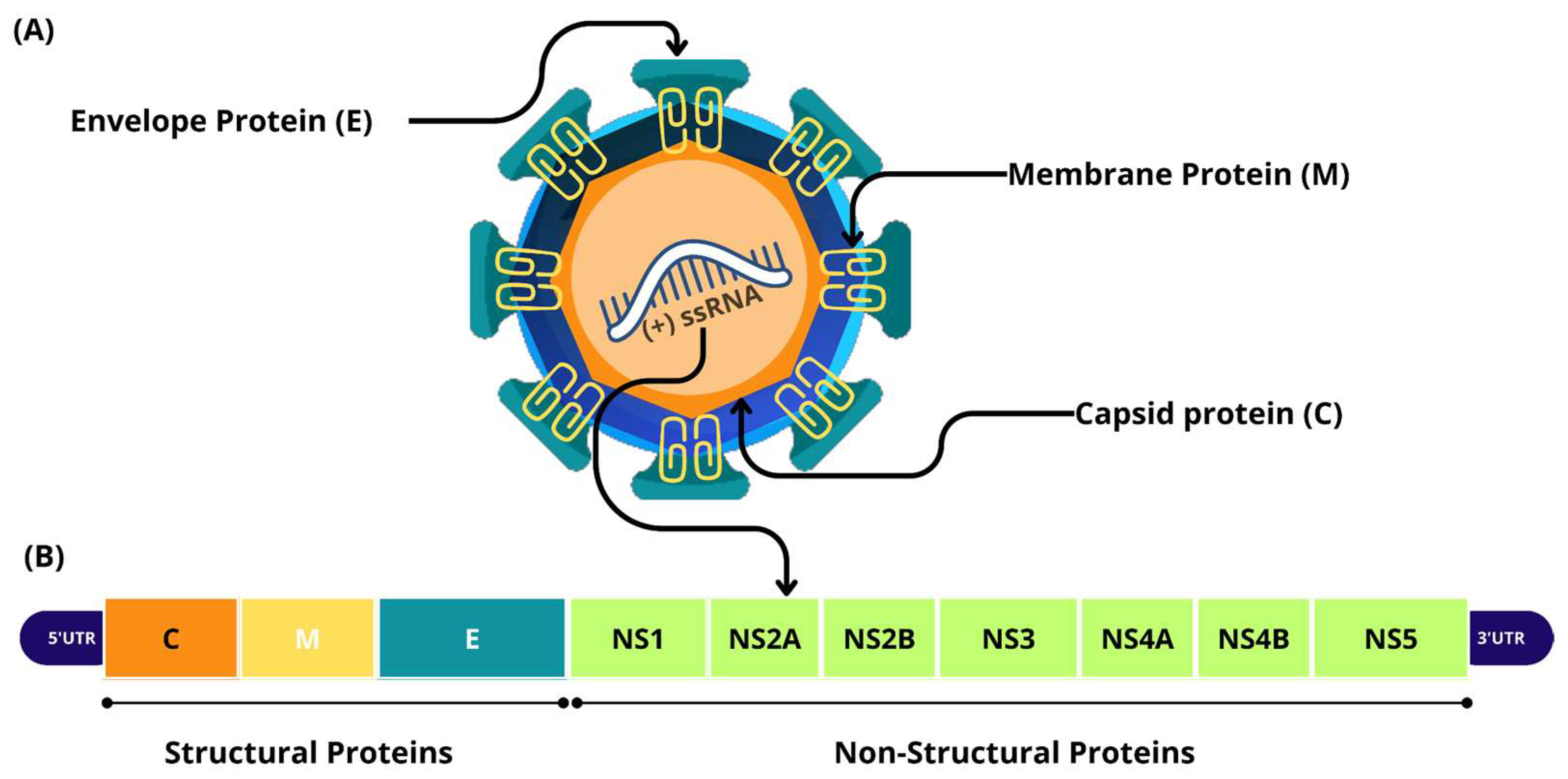 Viruses 17 00637 g001
