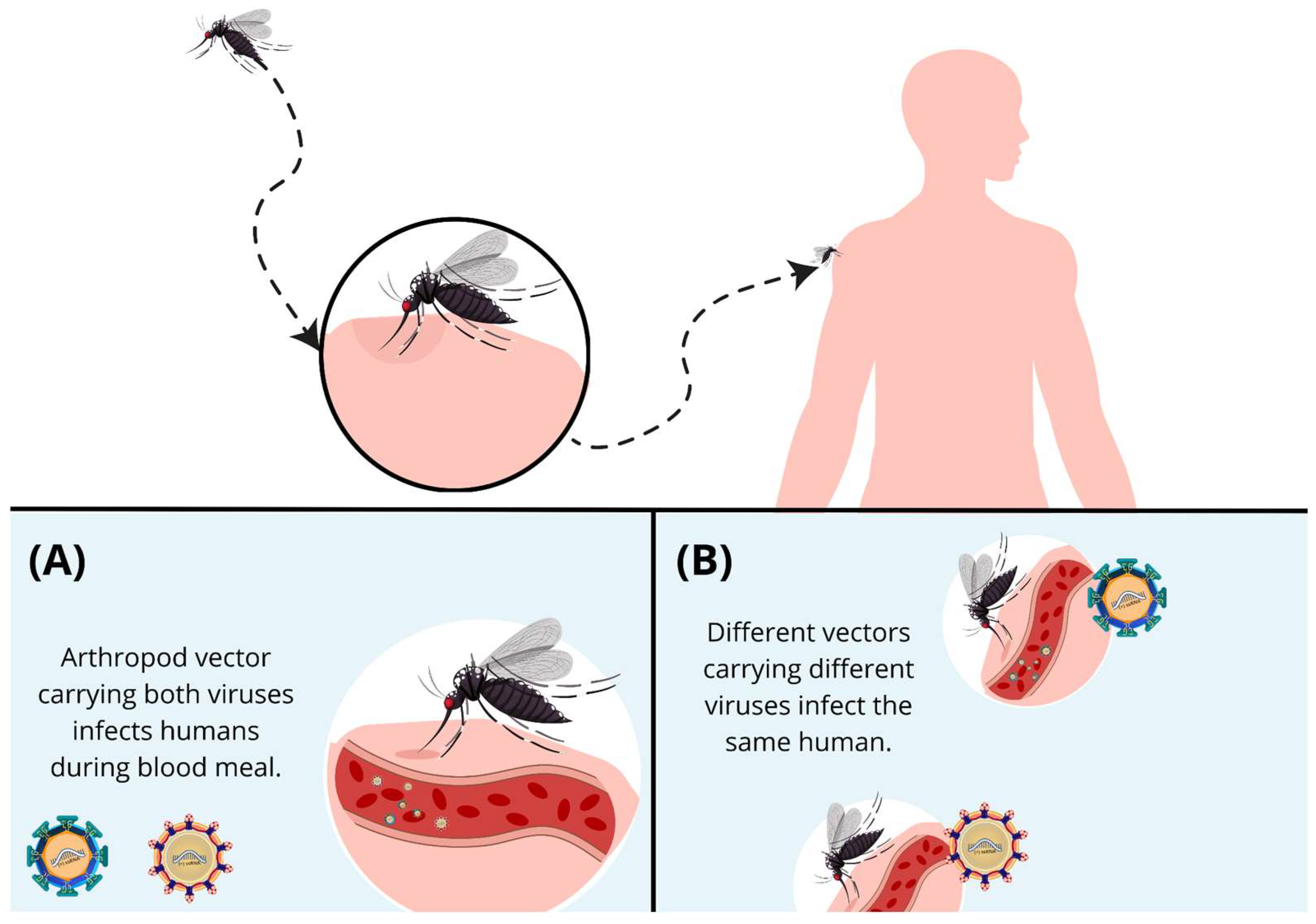 Viruses 17 00637 g002