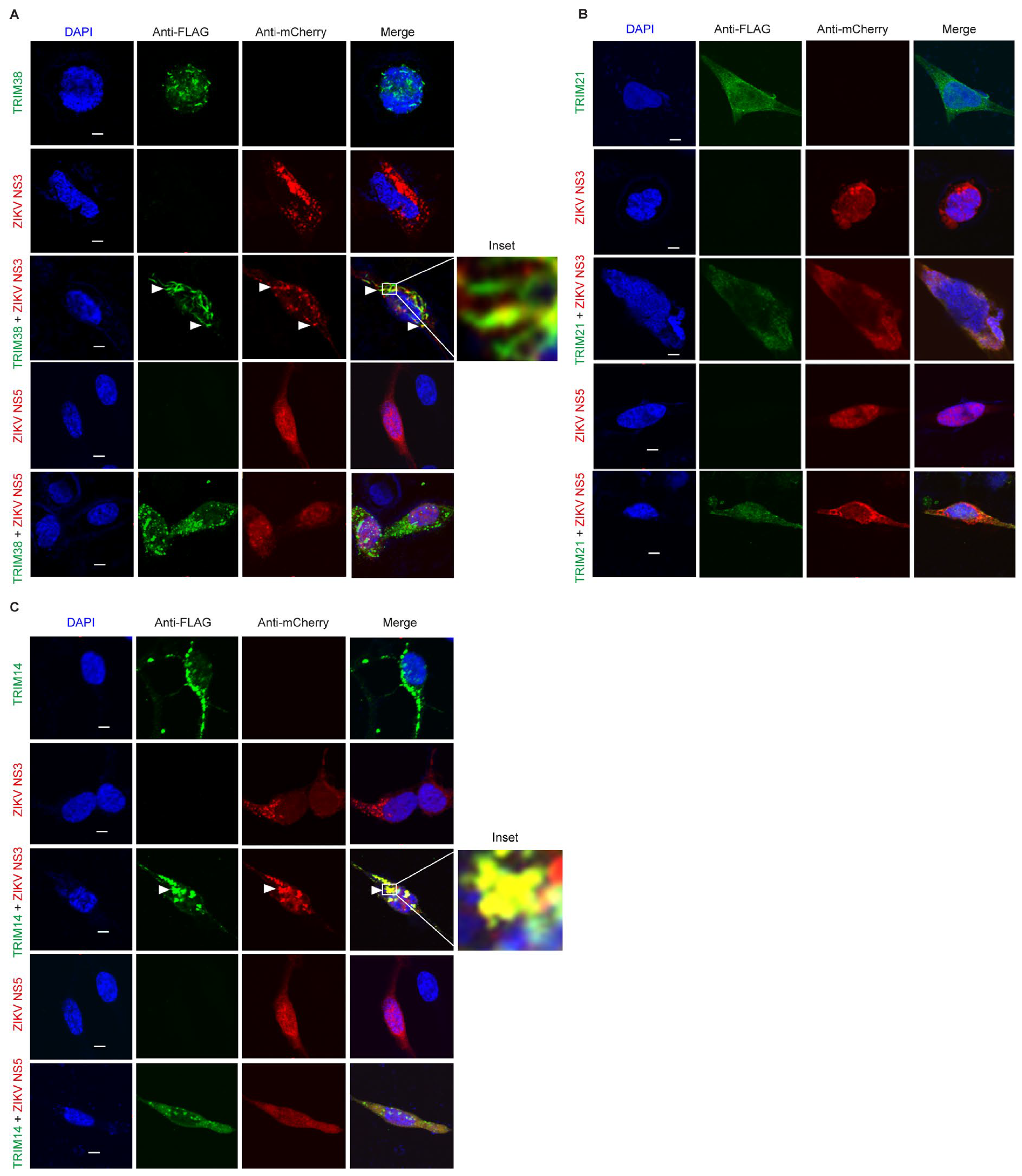 Viruses 17 00644 g004 Viruses 17 00644 g004