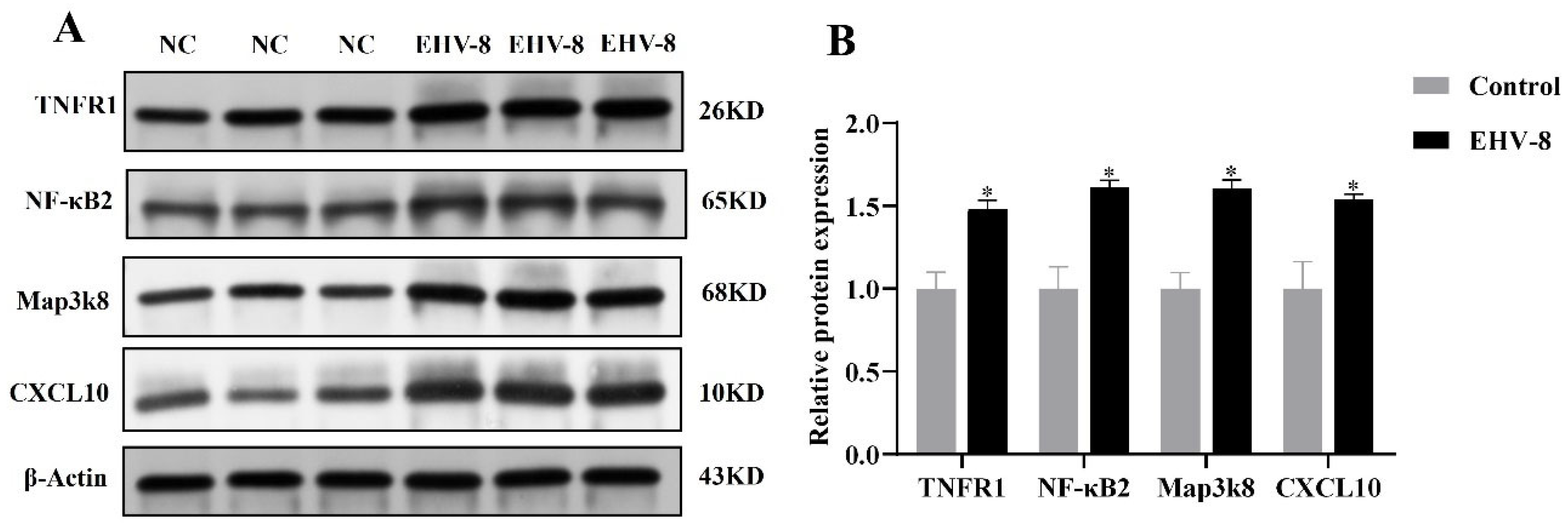 Viruses 17 00647 g006