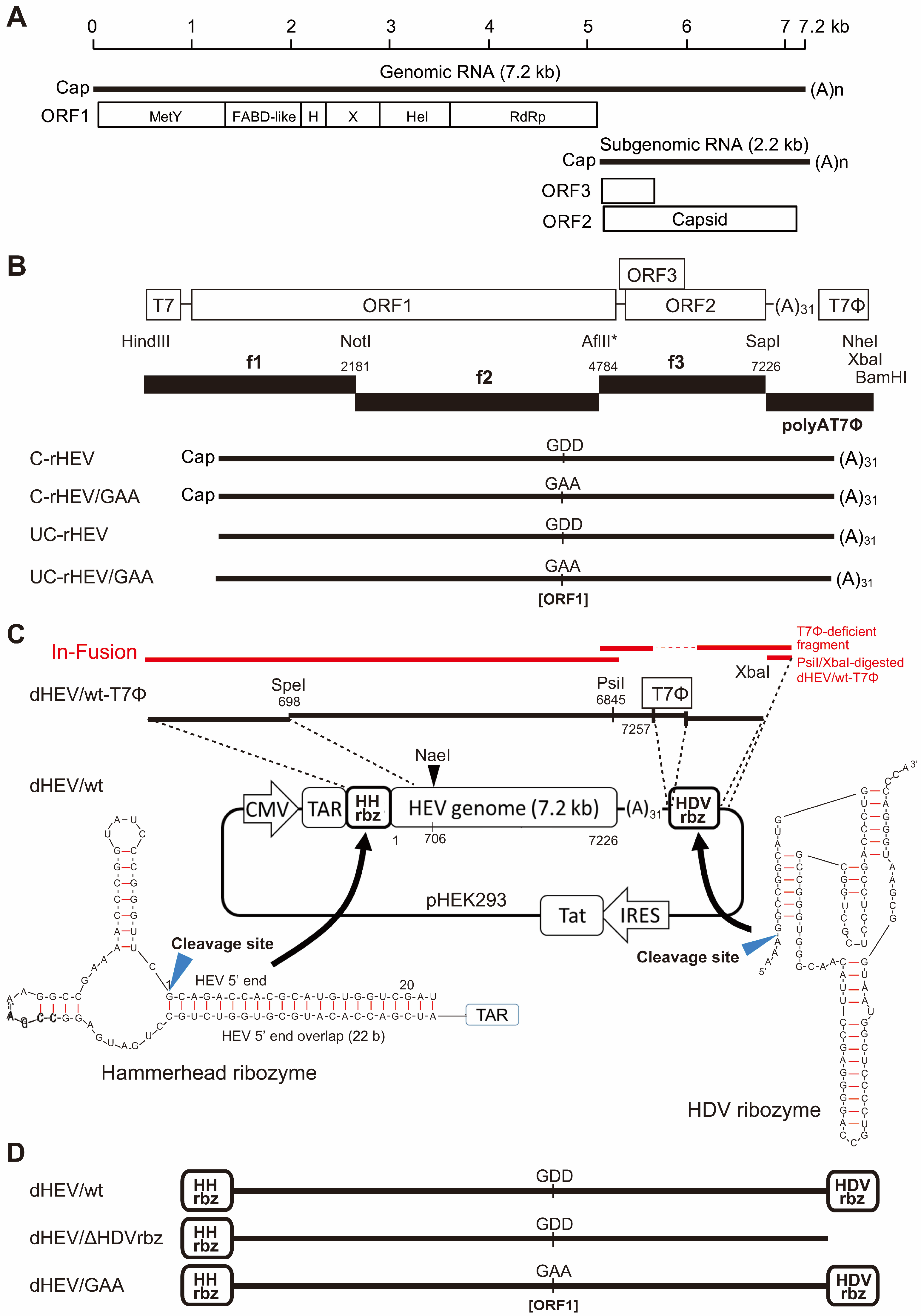 Viruses 17 00669 g001