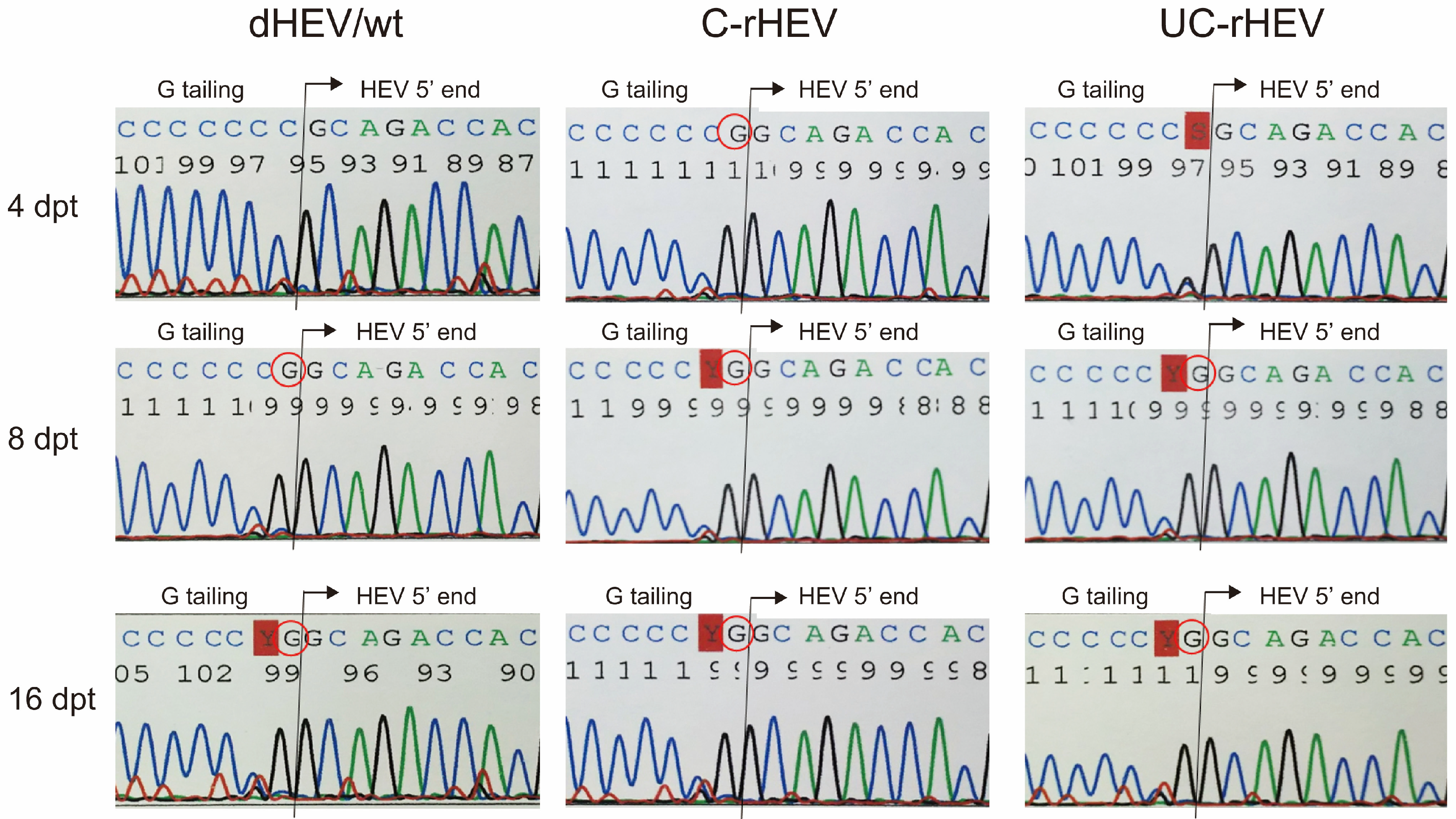 Viruses 17 00669 g003