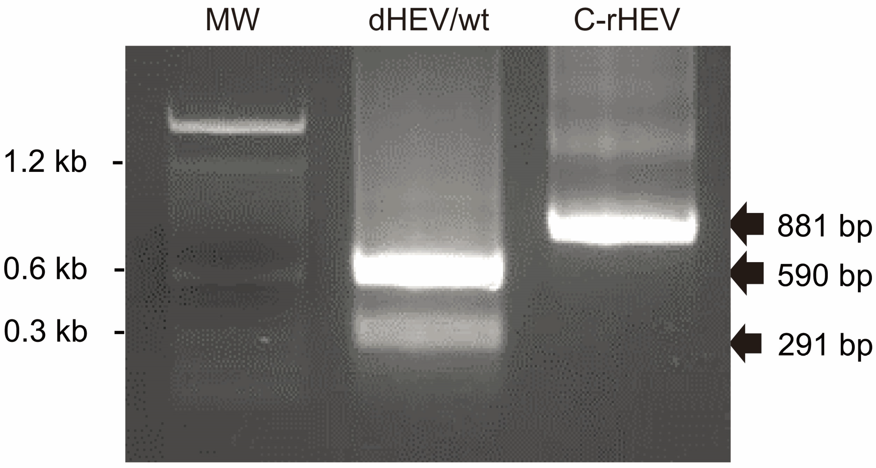 Viruses 17 00669 g004