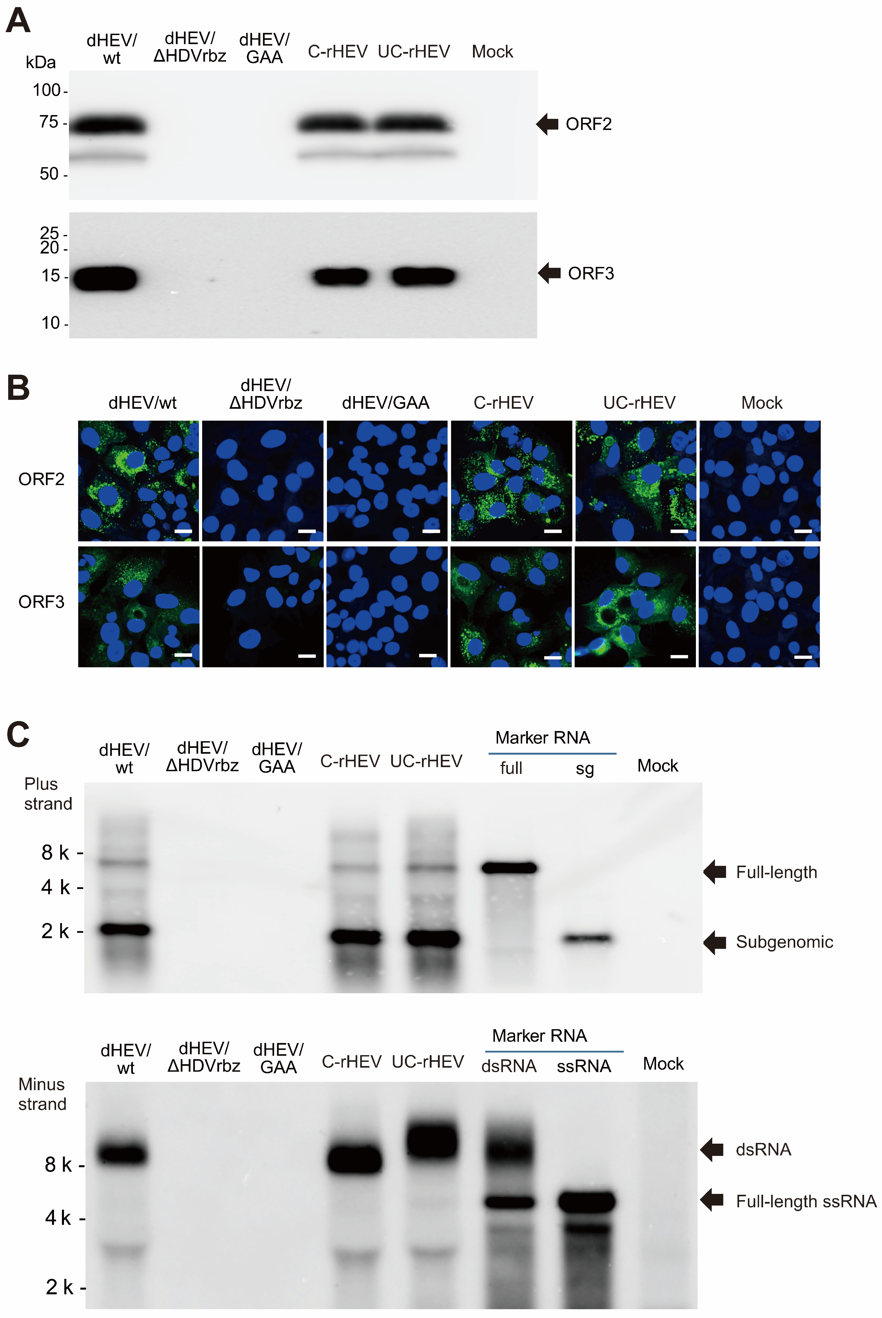 Viruses 17 00669 g005