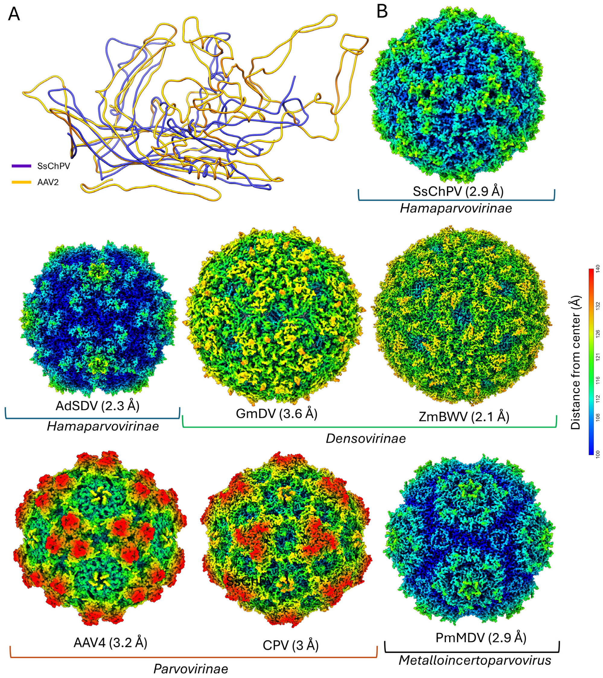 Viruses 17 00679 g003 Viruses 17 00679 g003