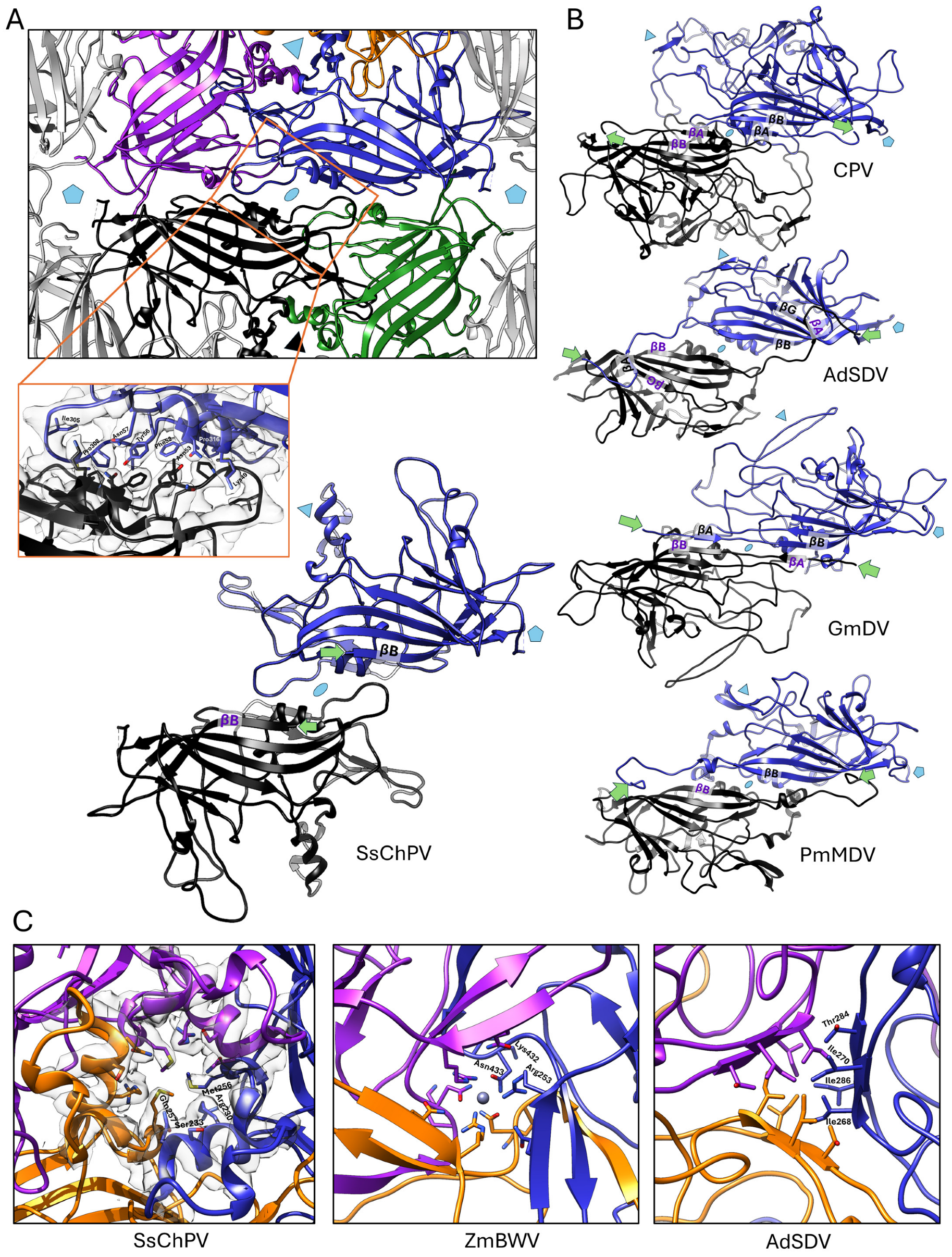 Viruses 17 00679 g004 Viruses 17 00679 g004