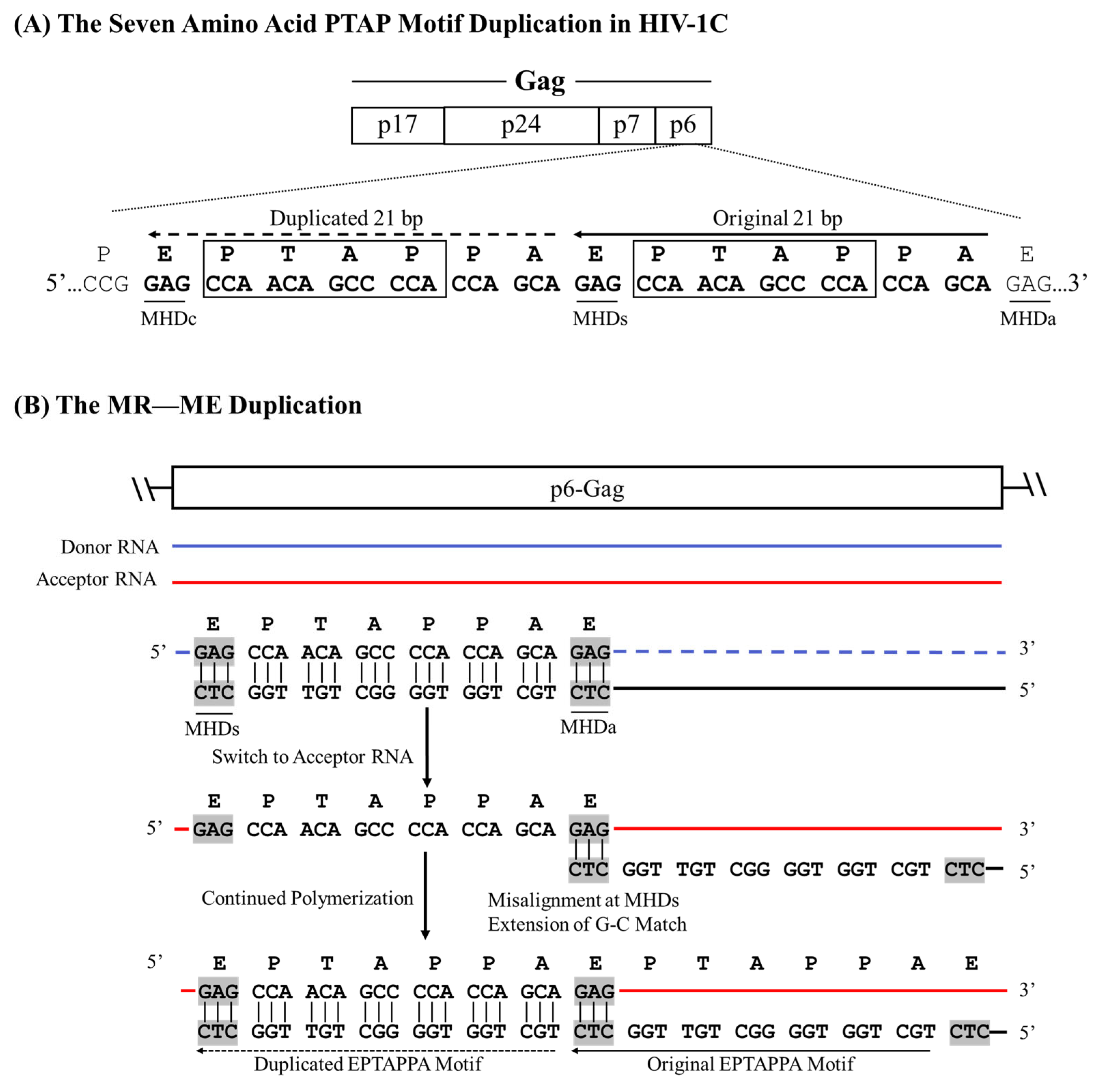 Viruses 17 00680 g002 Viruses 17 00680 g002
