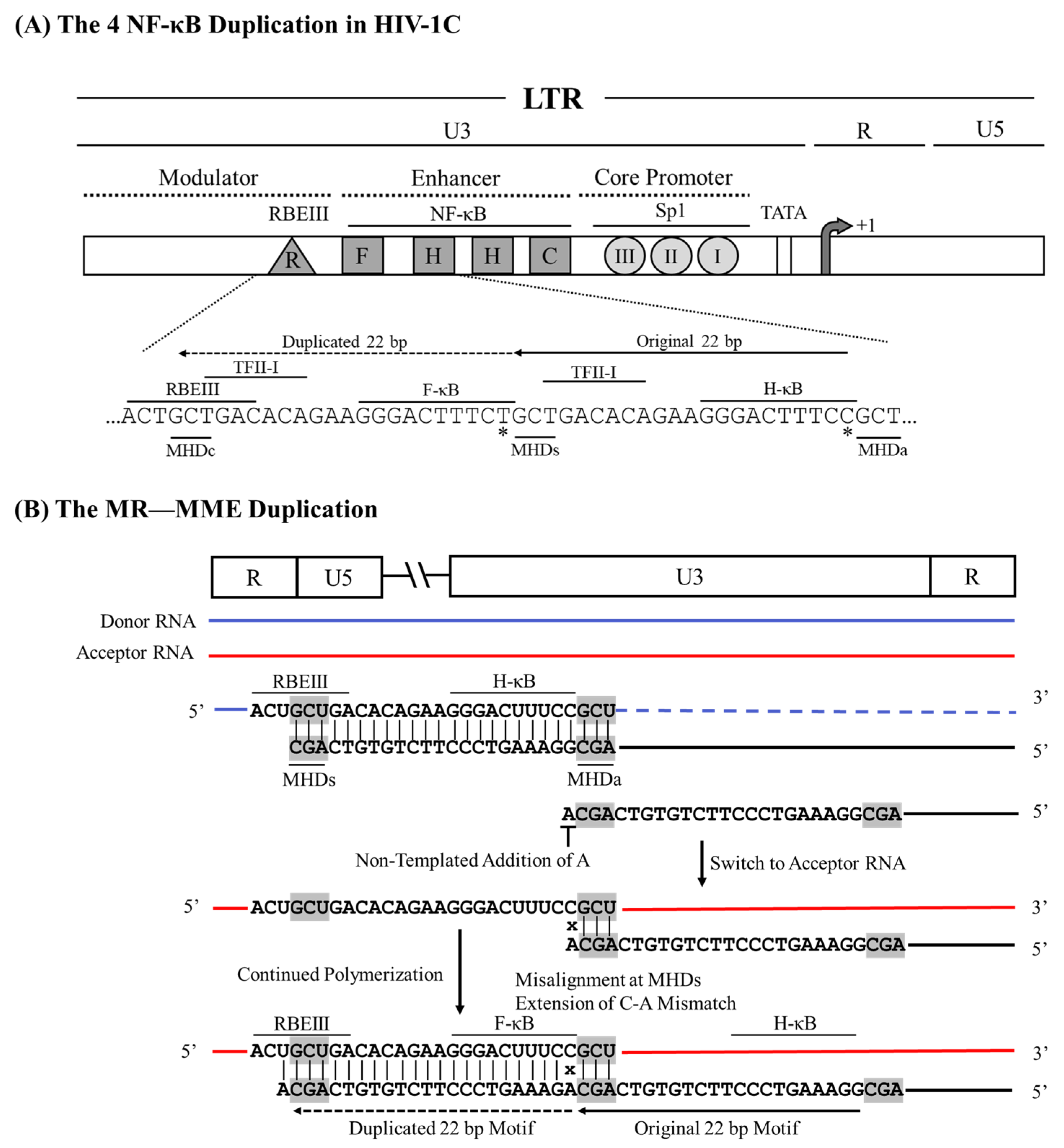 Viruses 17 00680 g003 Viruses 17 00680 g003
