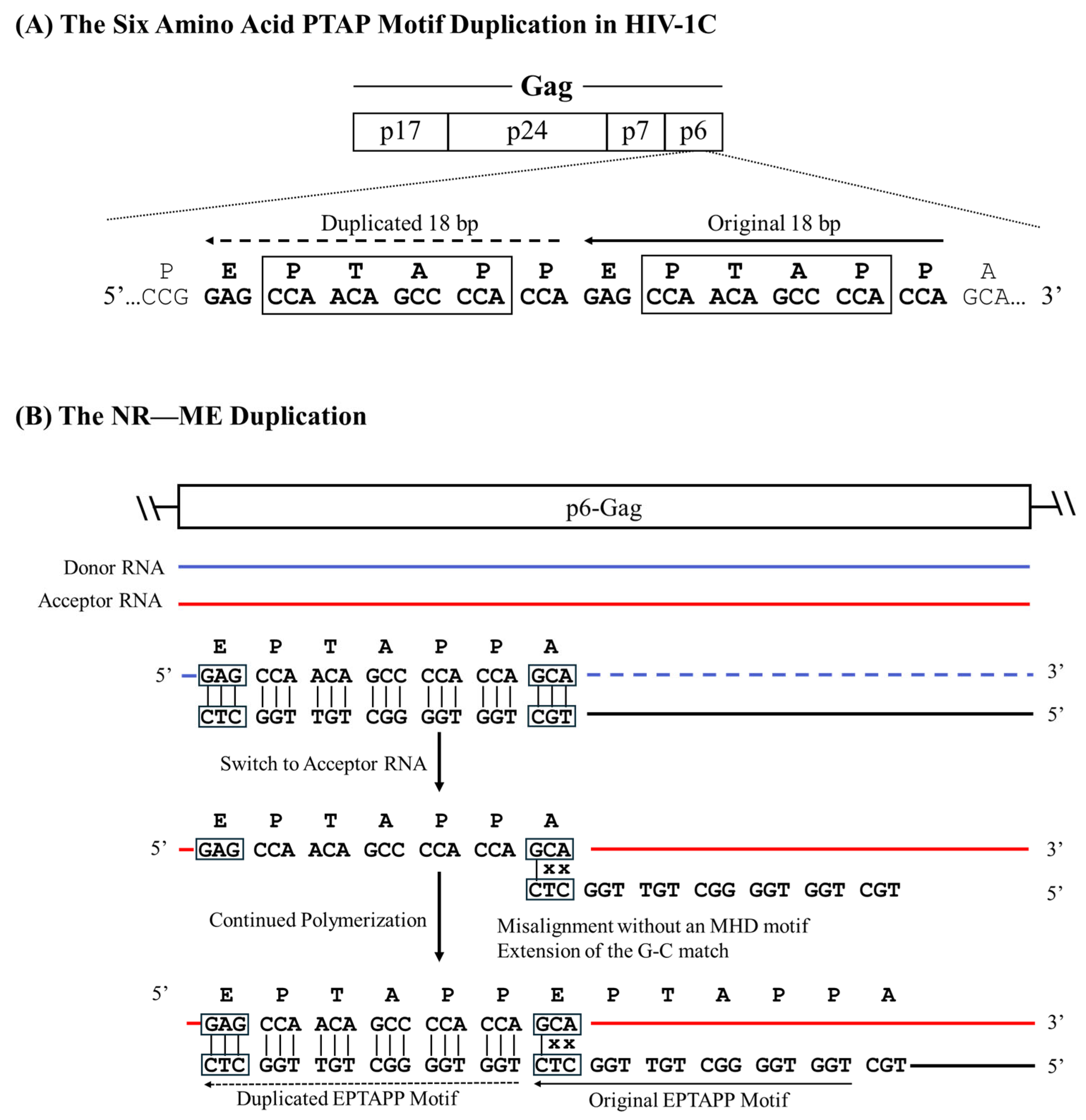 Viruses 17 00680 g004 Viruses 17 00680 g004