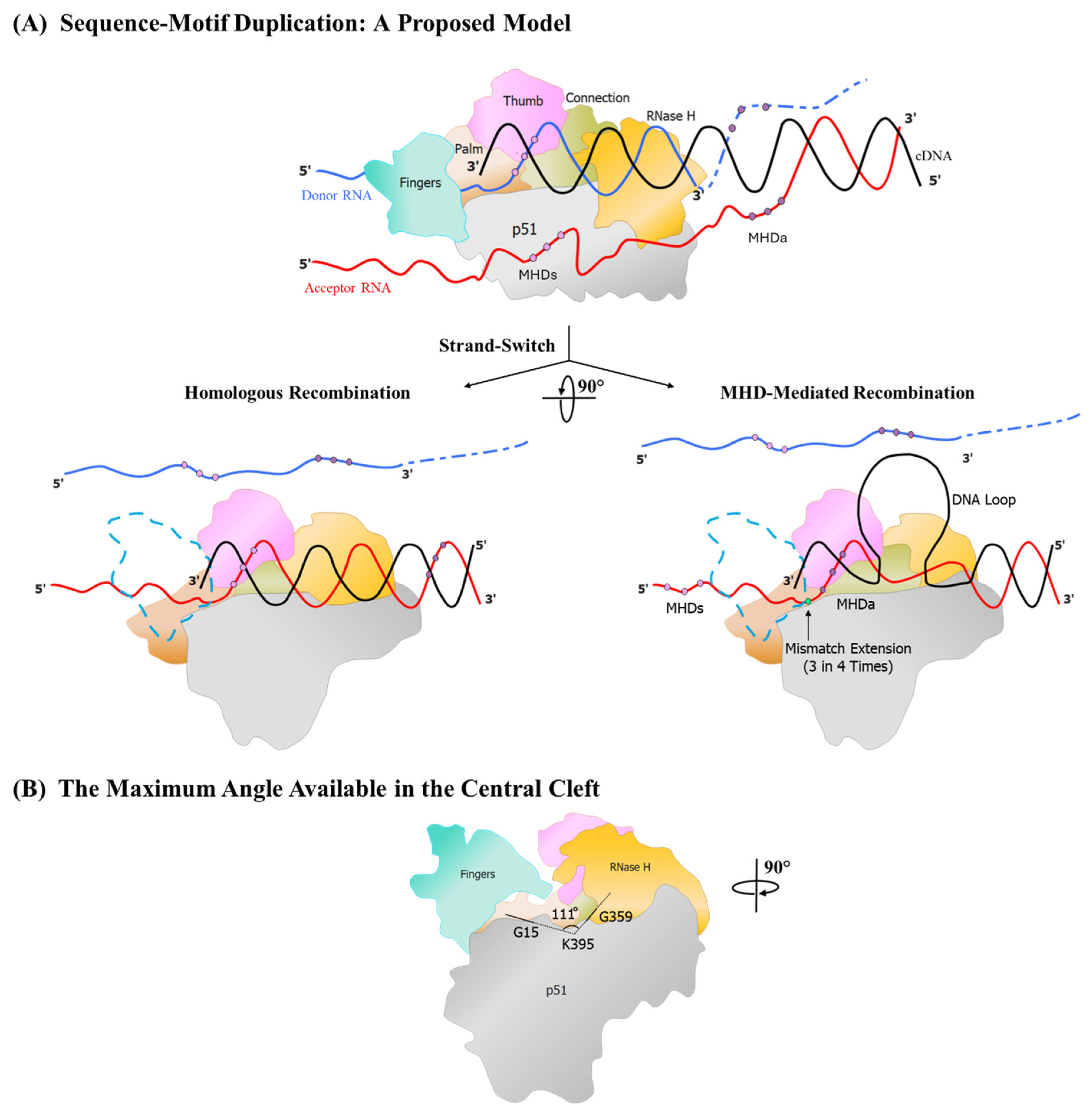 Viruses 17 00680 g006 Viruses 17 00680 g006