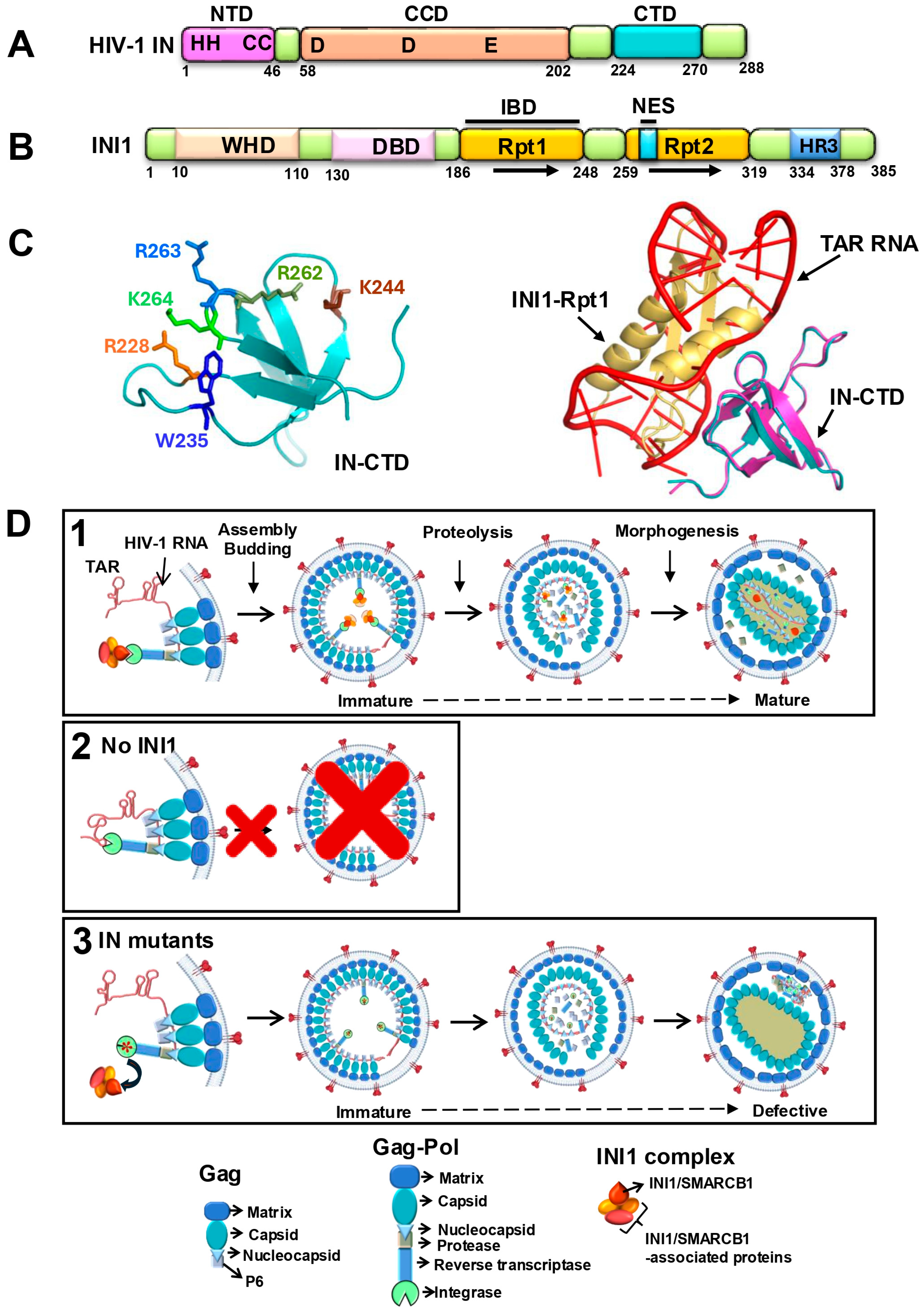 Viruses 17 00693 g001